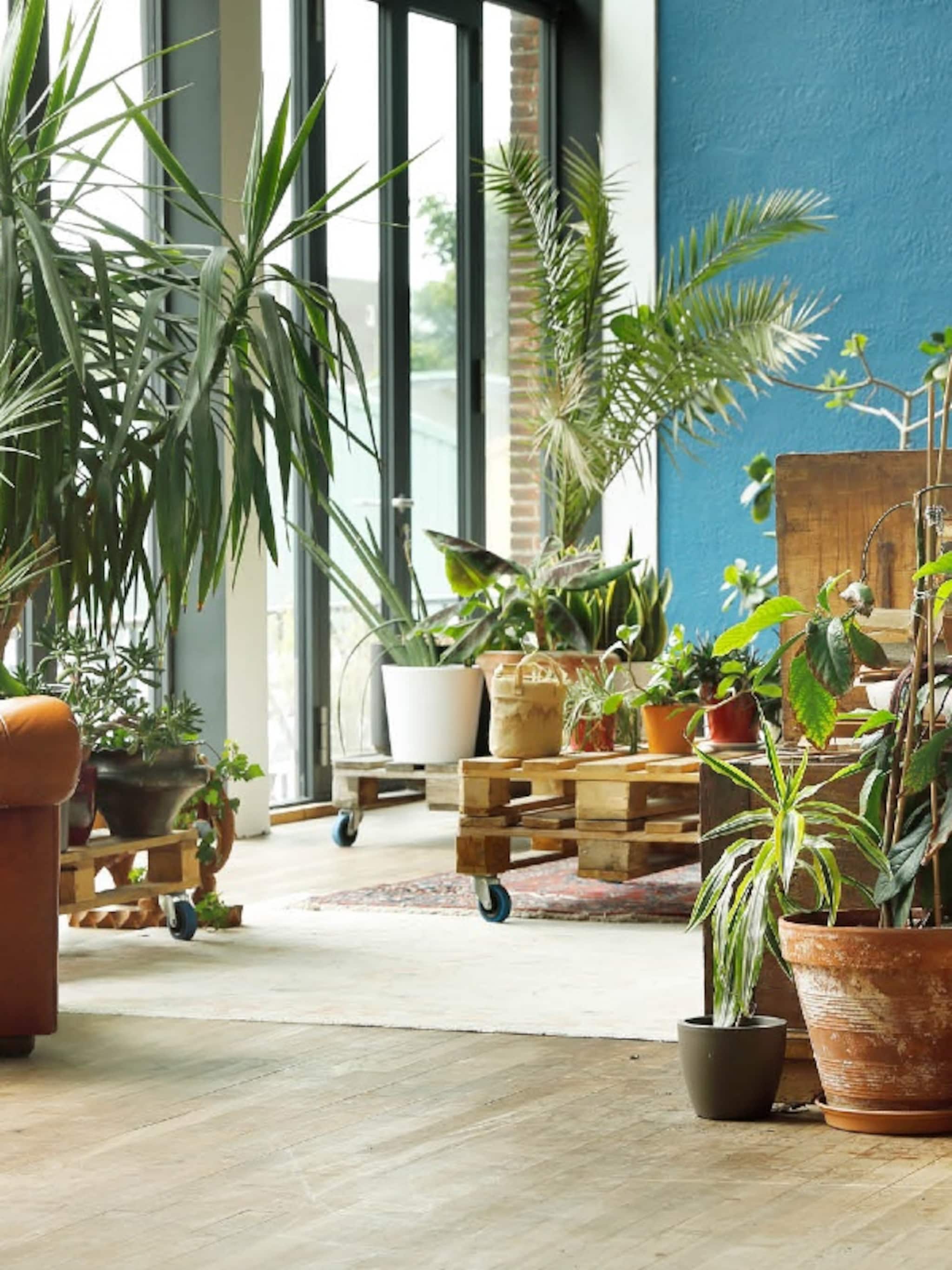 5x binnenkijken in een urban jungle