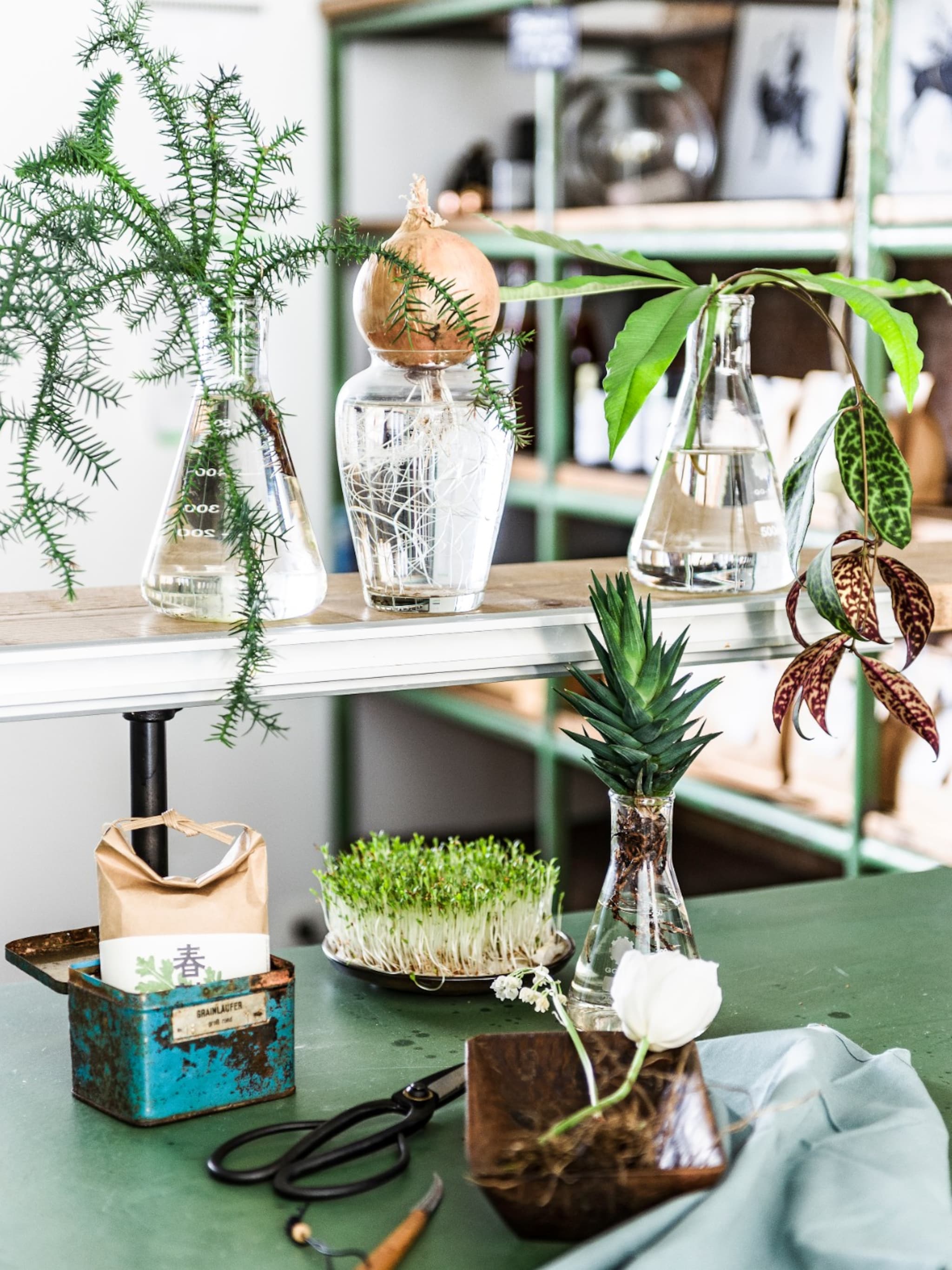 geen omkijken naar planten in een vaas