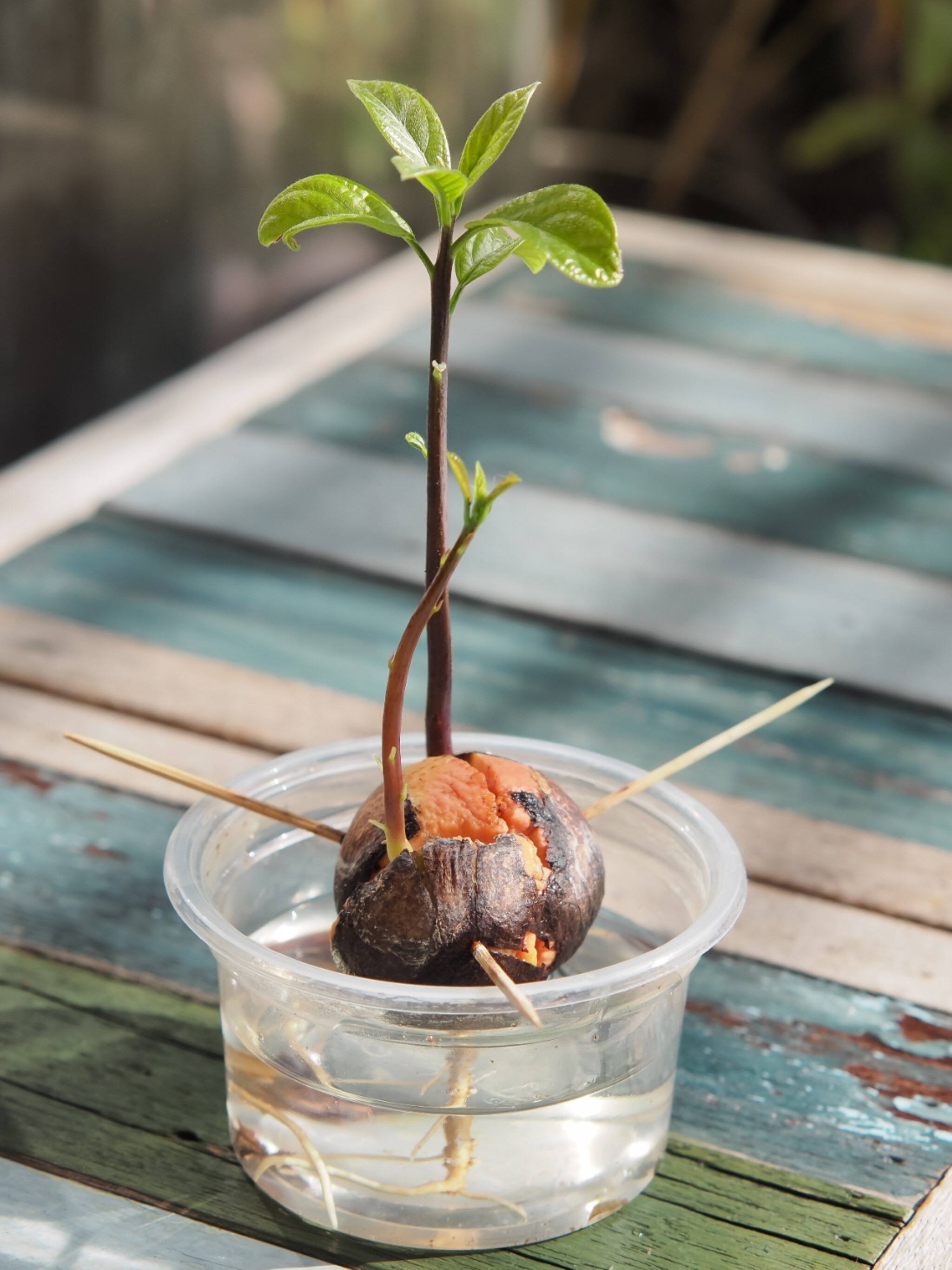 van avocadopit naar avocadoplant dit is de manier