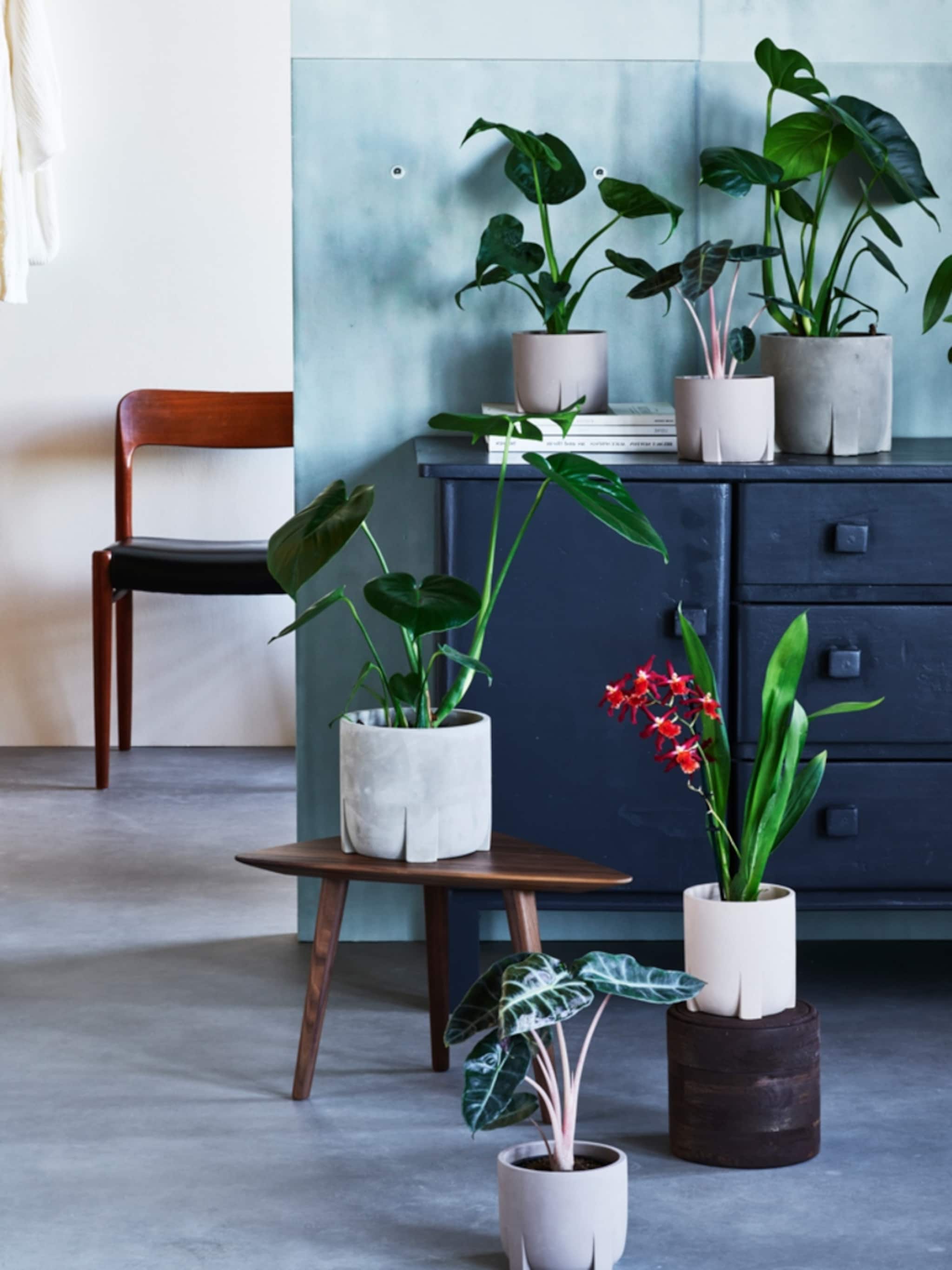 kleur je interieur dit zijn de mooiste bloeiende kamerplanten