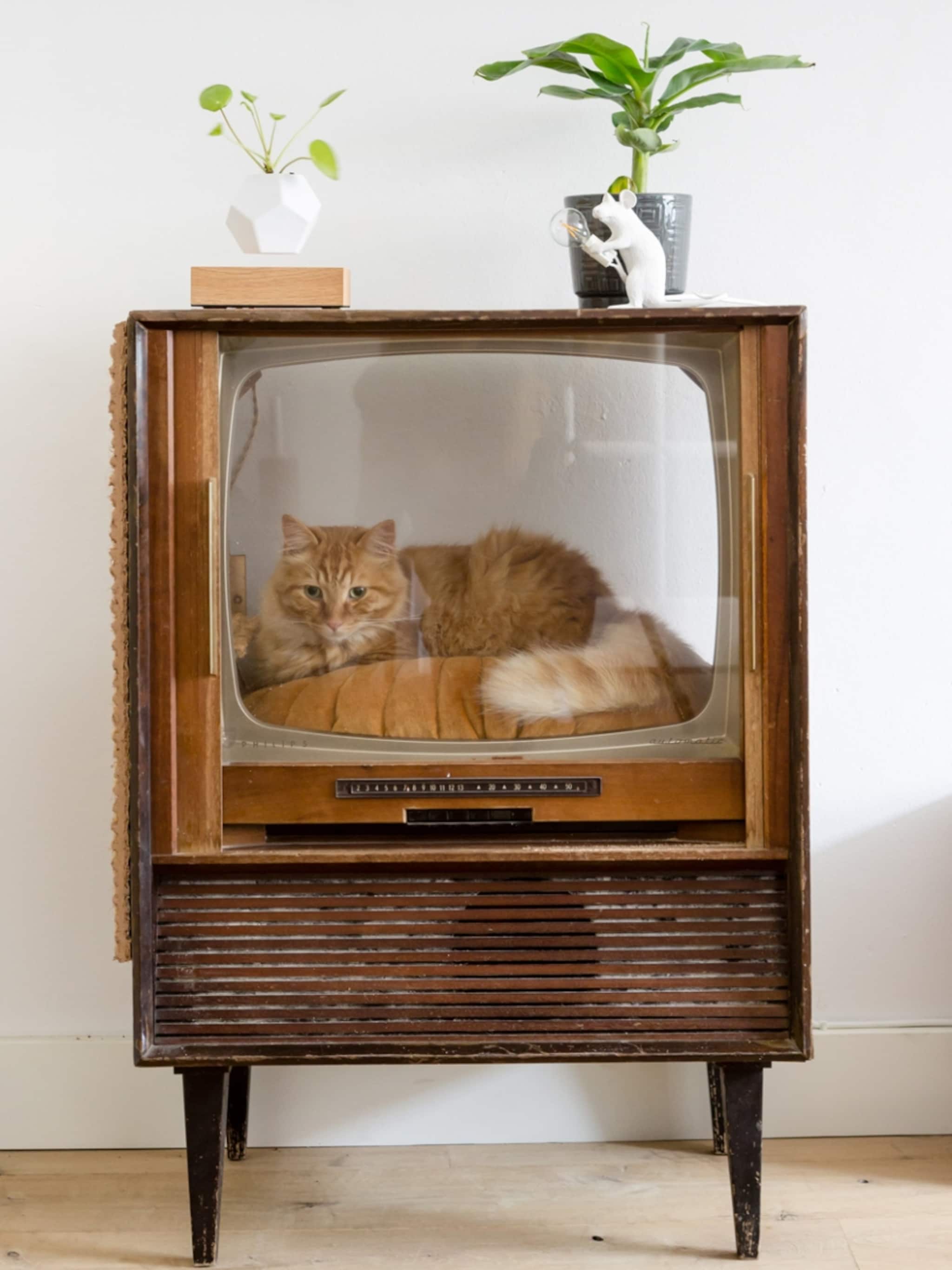 ik miauw van jou de mooiste kattenmanden op een rij