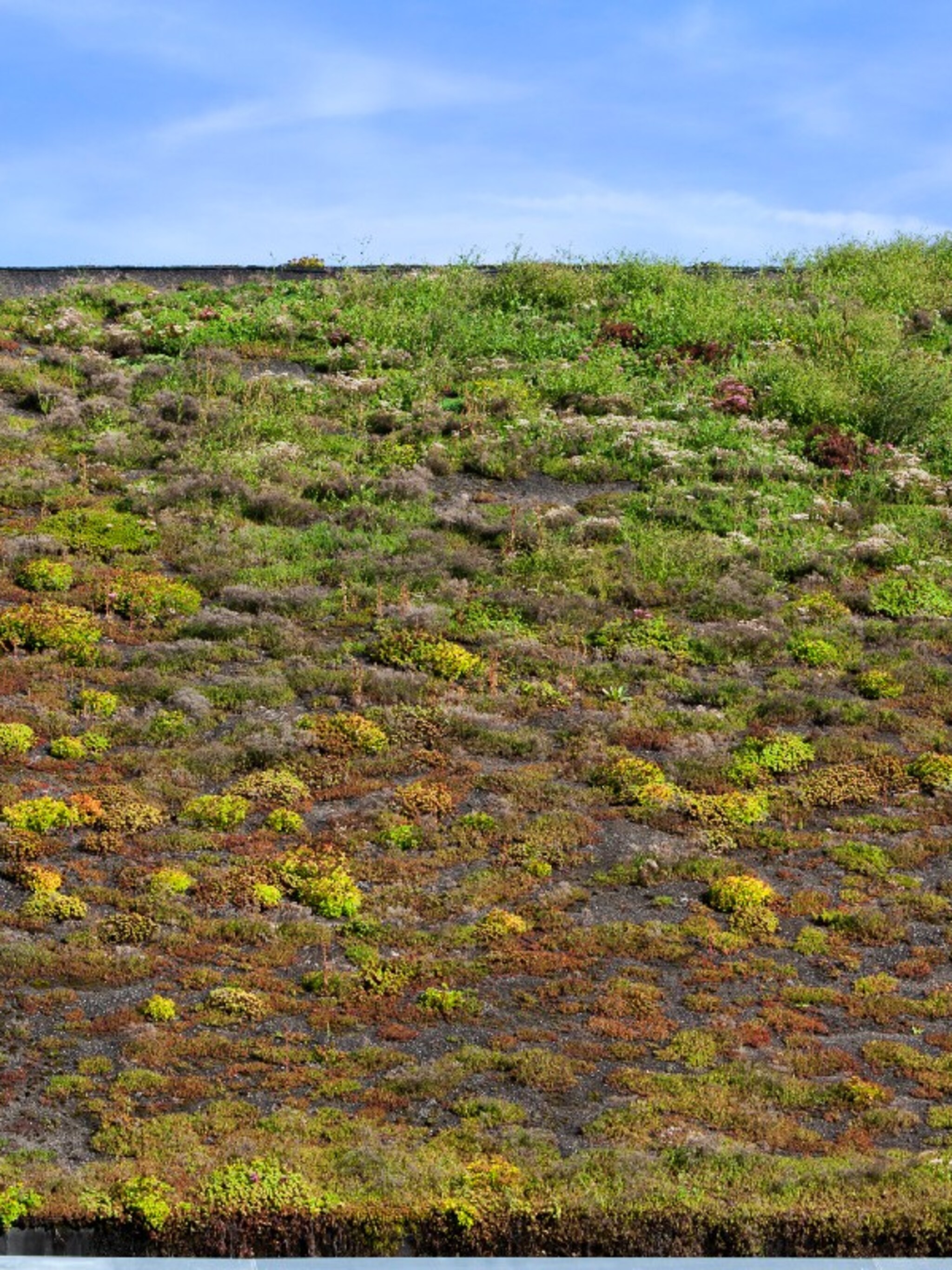 doen een groen en duurzaam dak met sedum