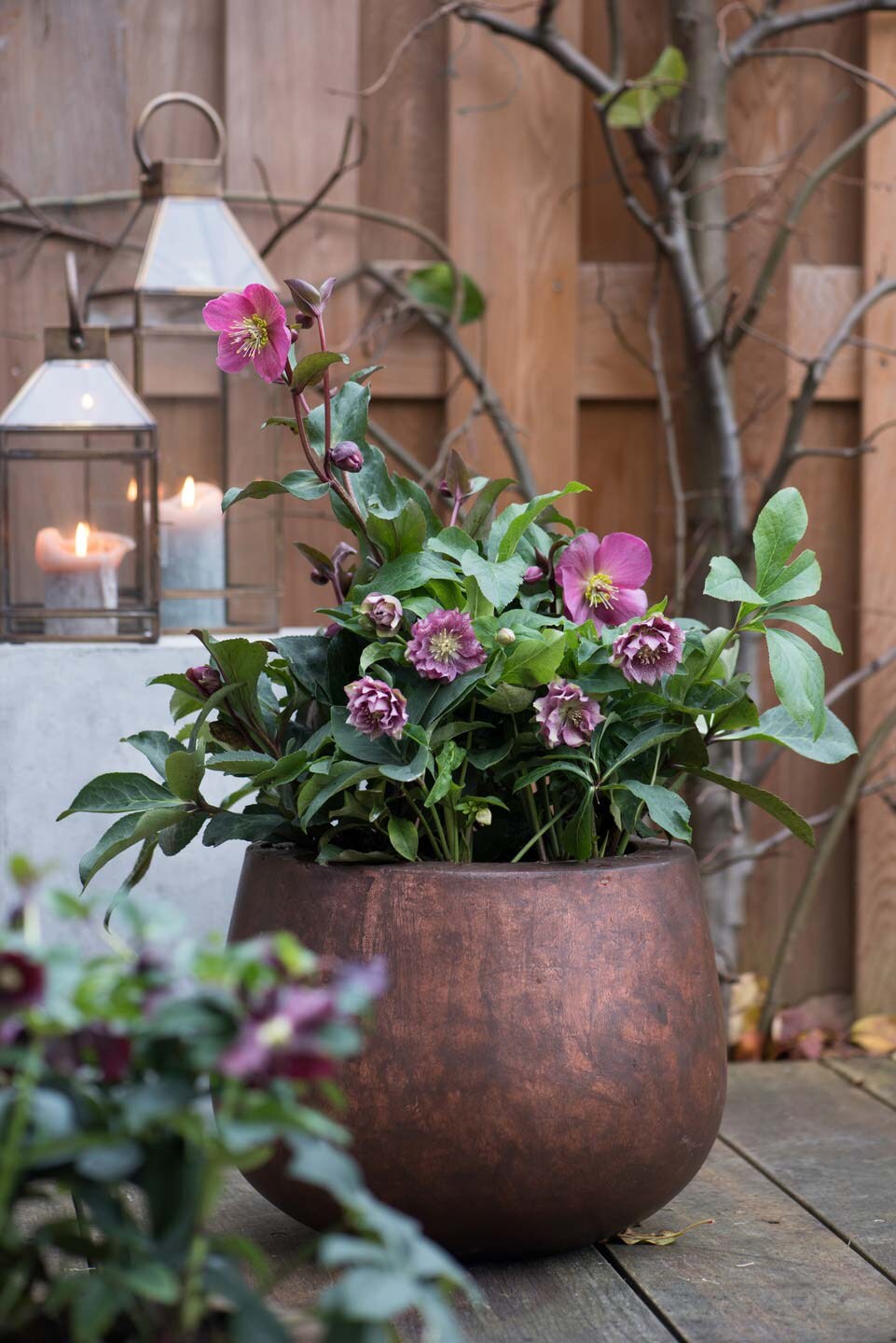 Kerstroos (Helleborus)