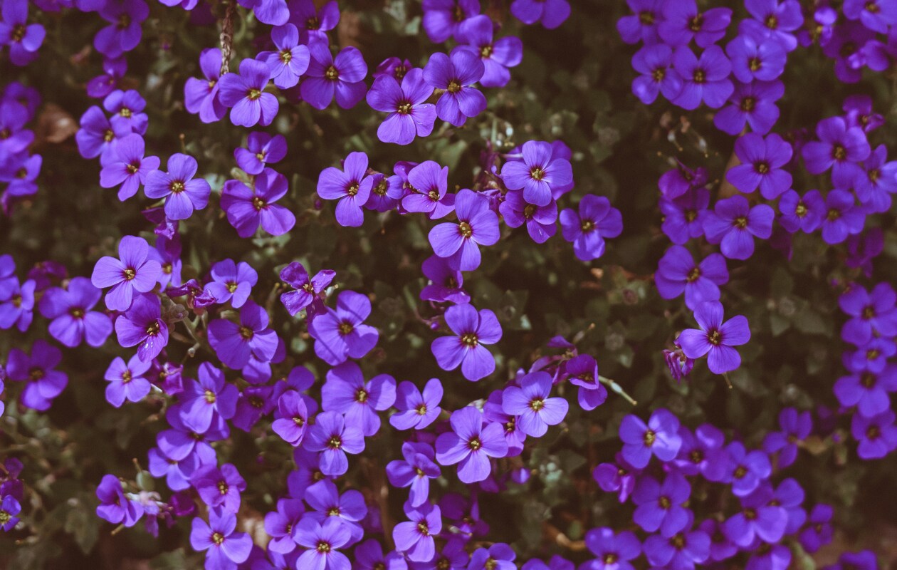 Paarse violen unsplash