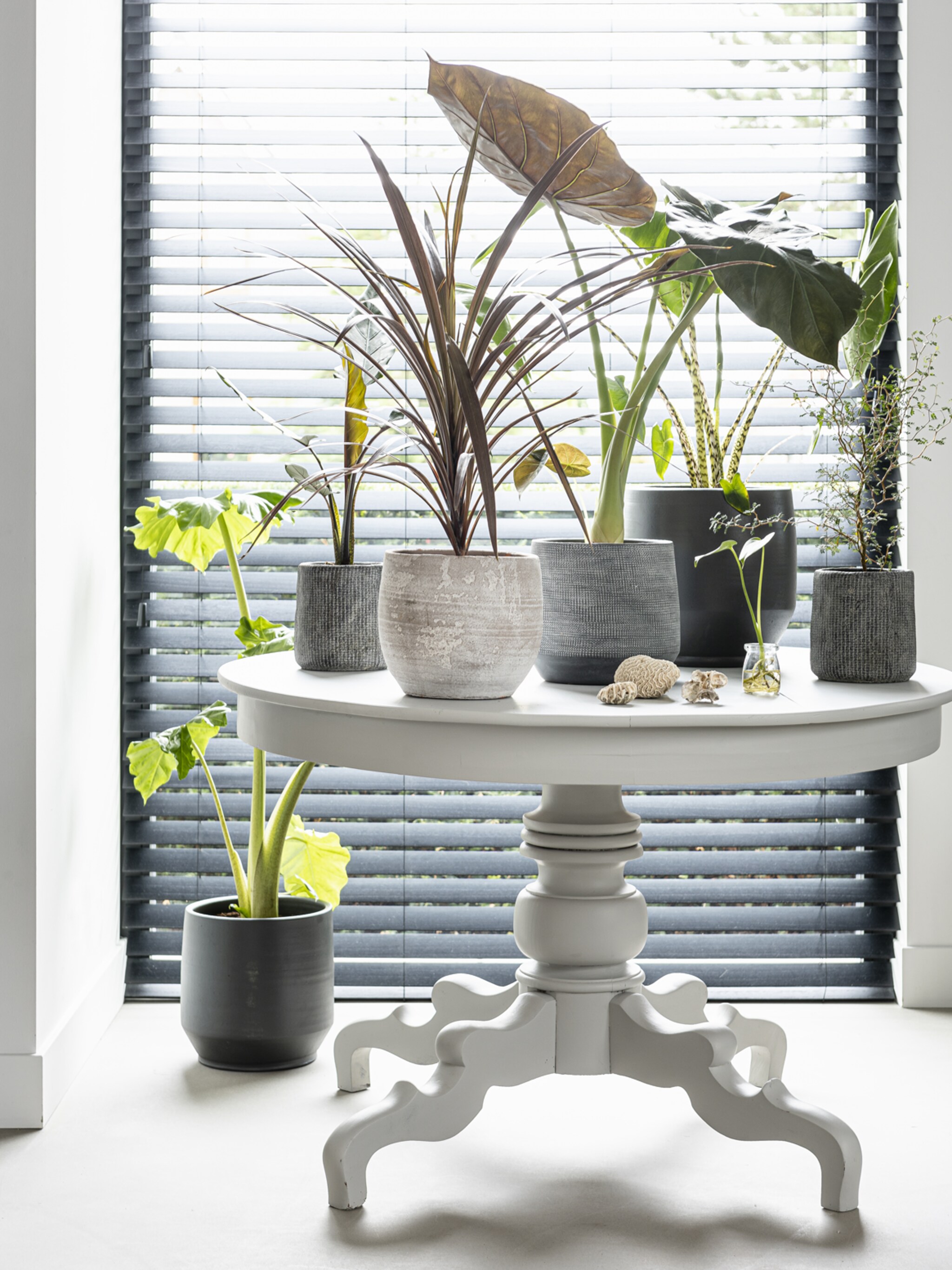nieuw vtwonen pot en plant collectie