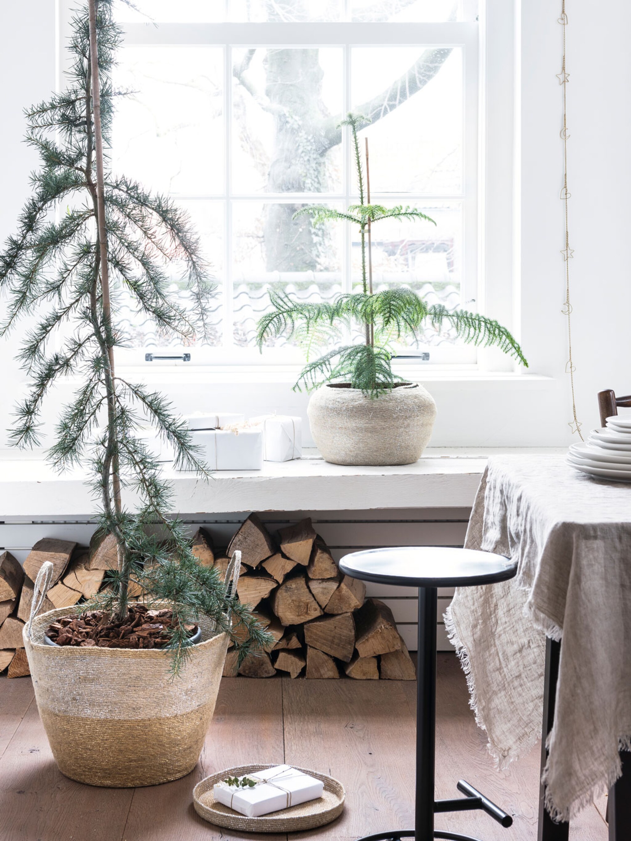 dit wist je nog niet over de kerstboom