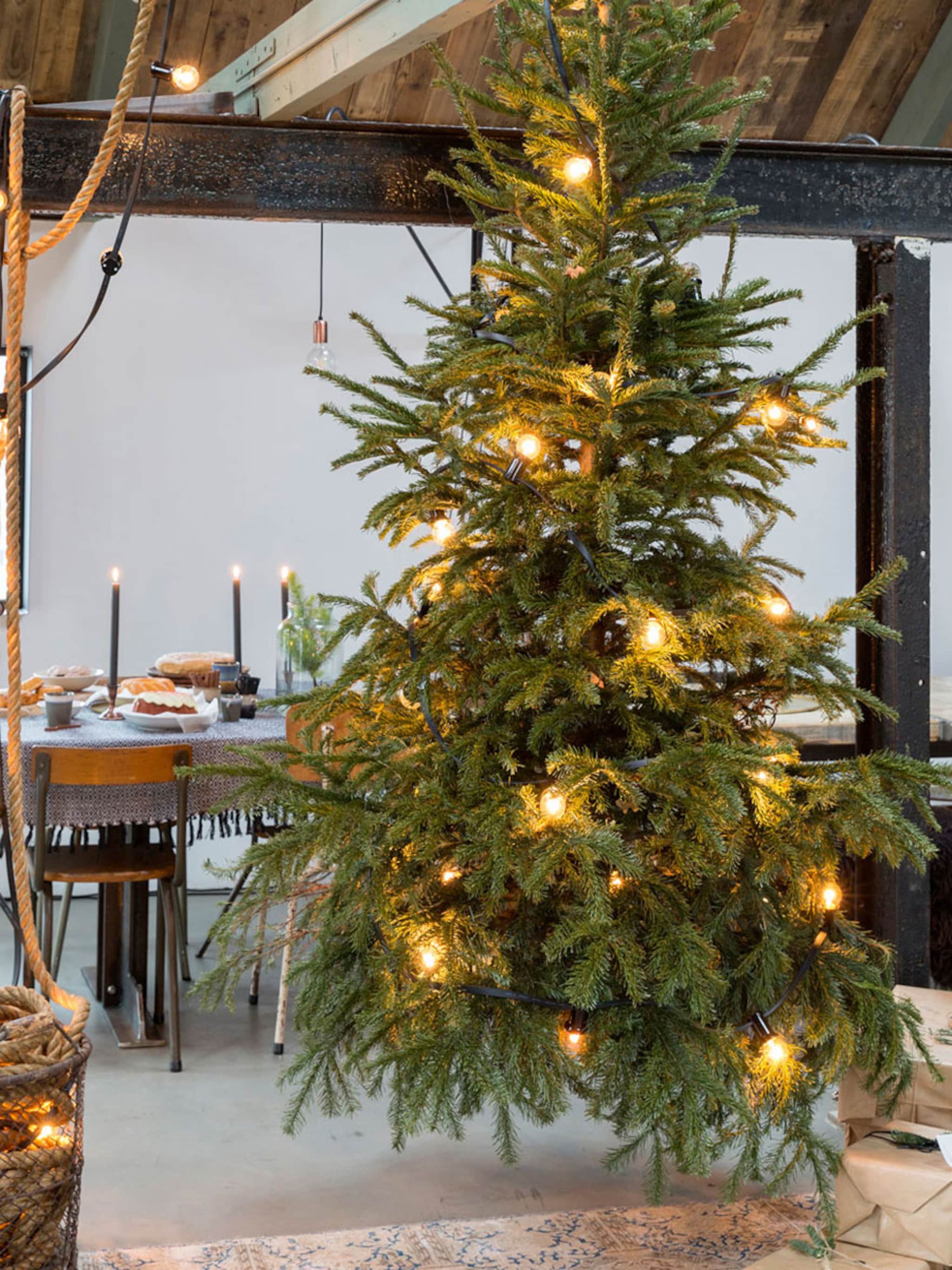 nog geen boom shop een echte kerstboom gemakkelijk online