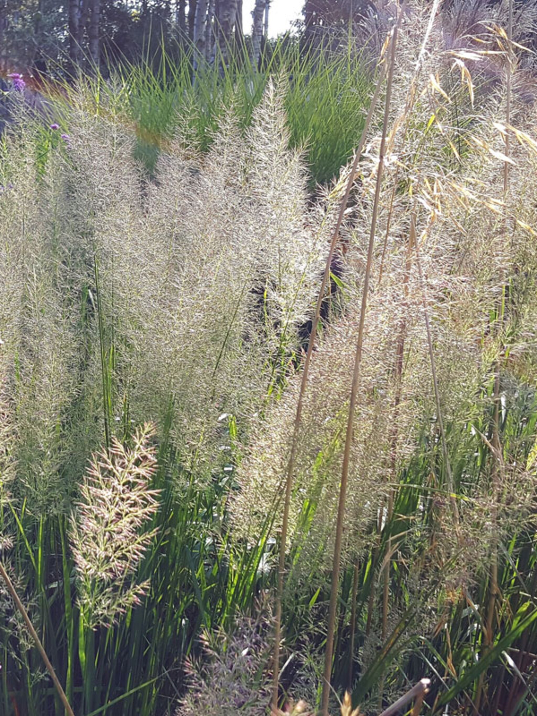 10x de mooiste siergrassen voor in de tuin