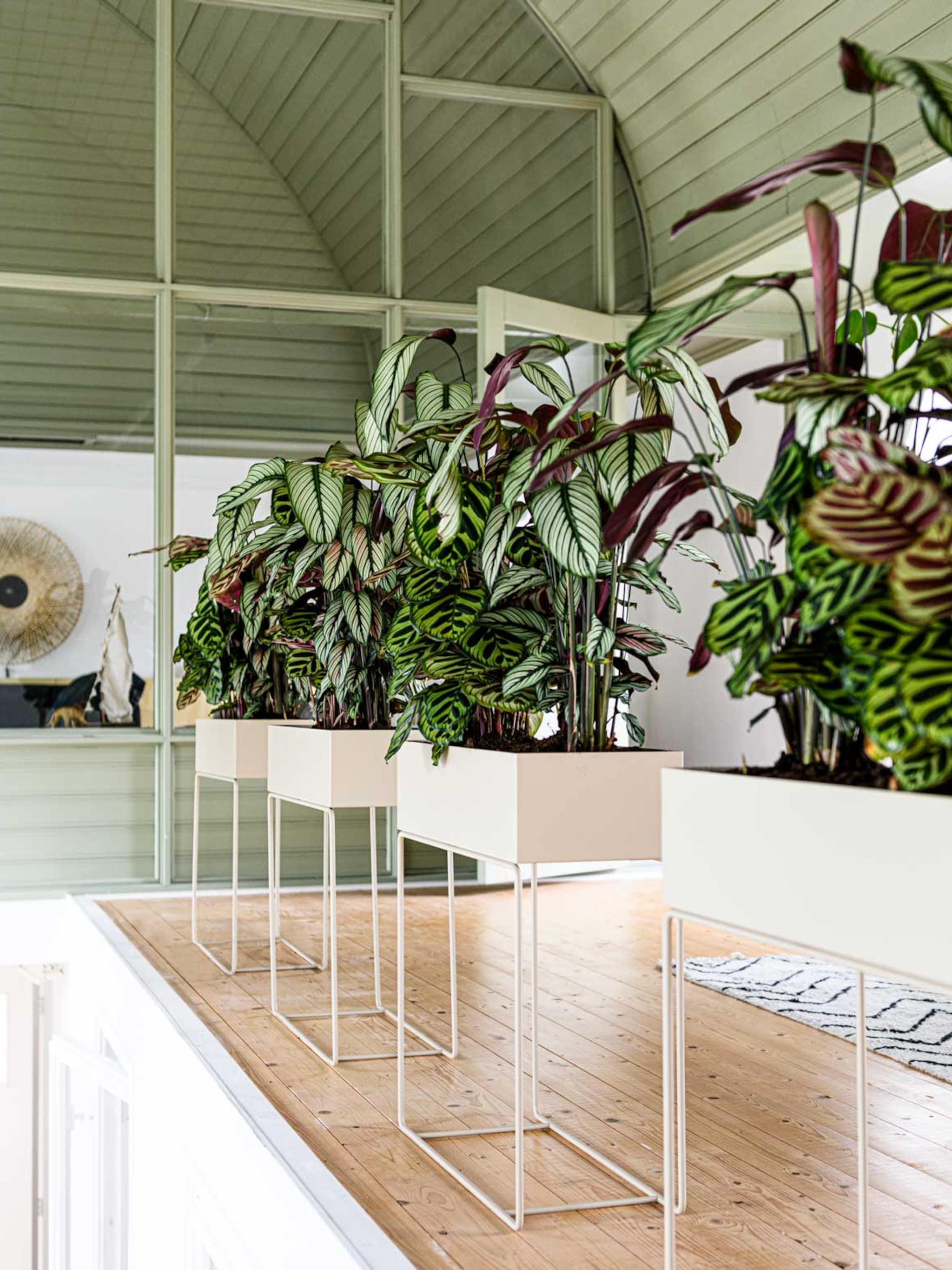 tips voor de verzorging van een calathea de tropische drama queen