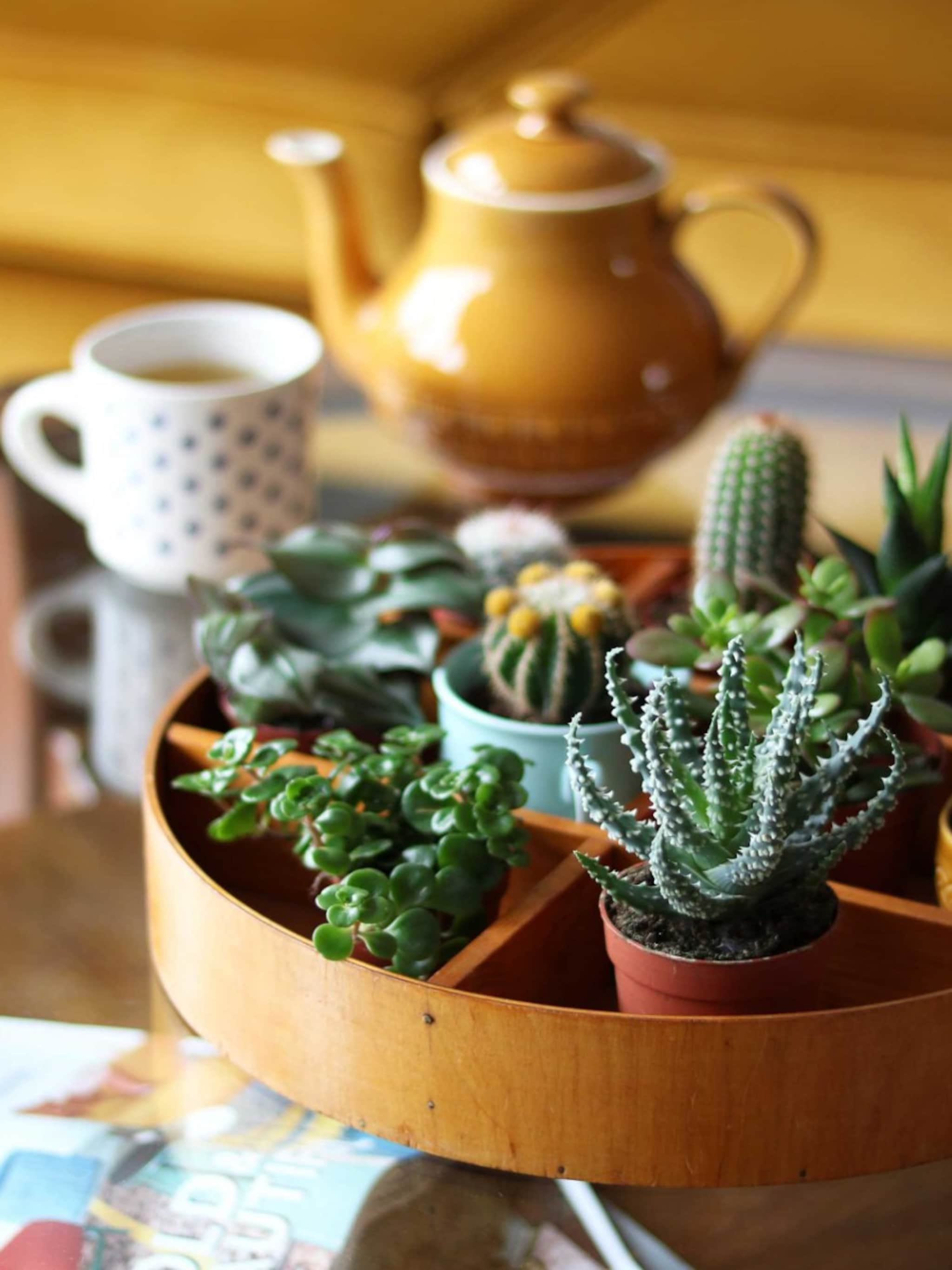 vet mooi zo n vetplant