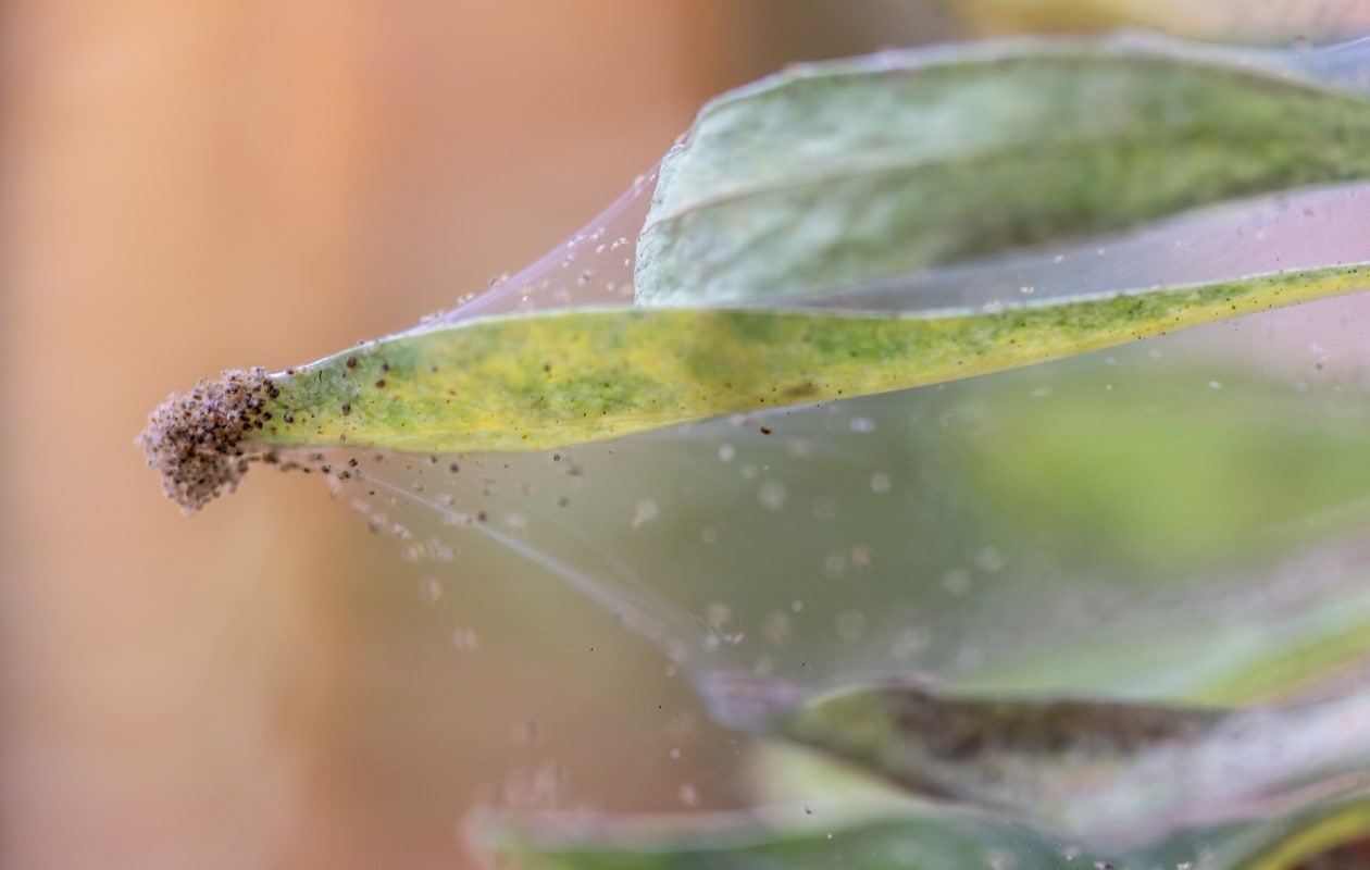 Spint maakt kleine spinraggen. Shutterstock