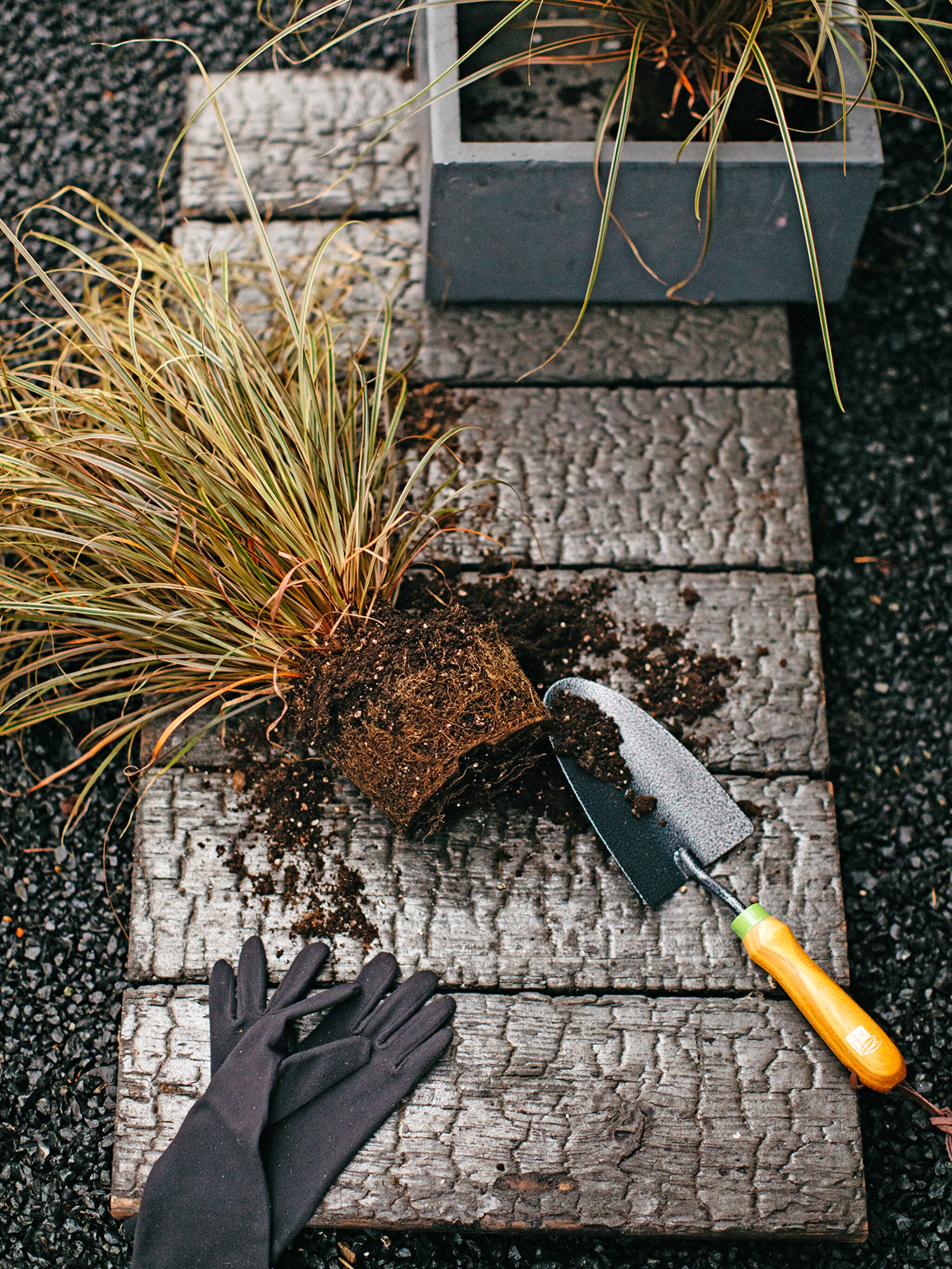 planten verpotten in de tuin wanneer en hoe