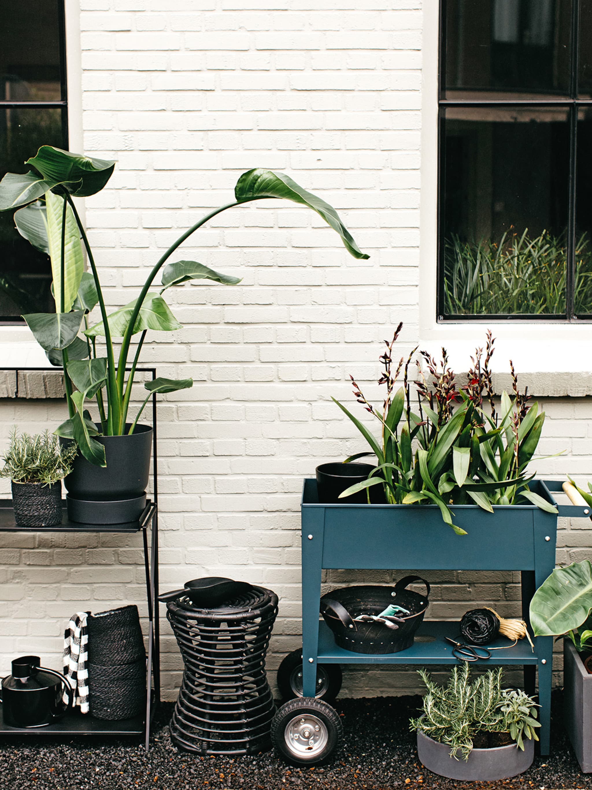 een strelitzia in huis zo verzorg je de paradijsvogelplant