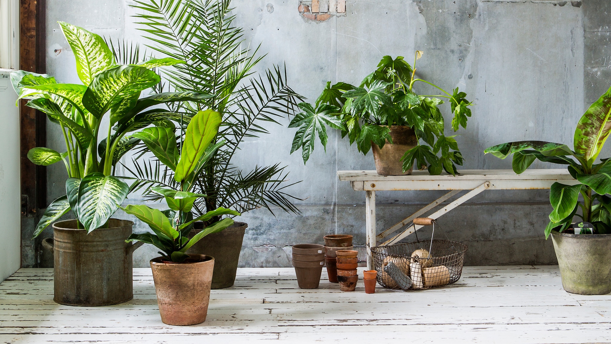 vtwonen achtergrond | teams, skype, zoom | planten