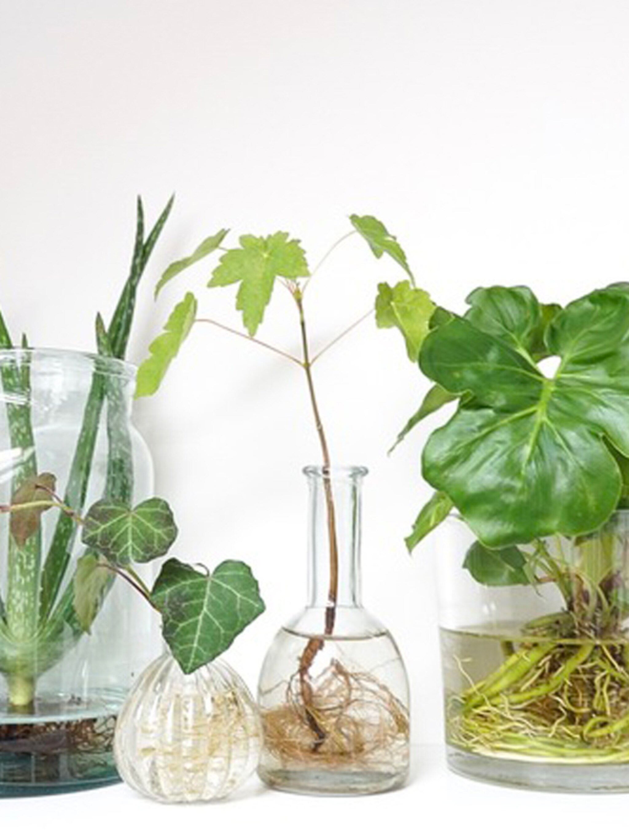 rachelle blogt over unieke planten