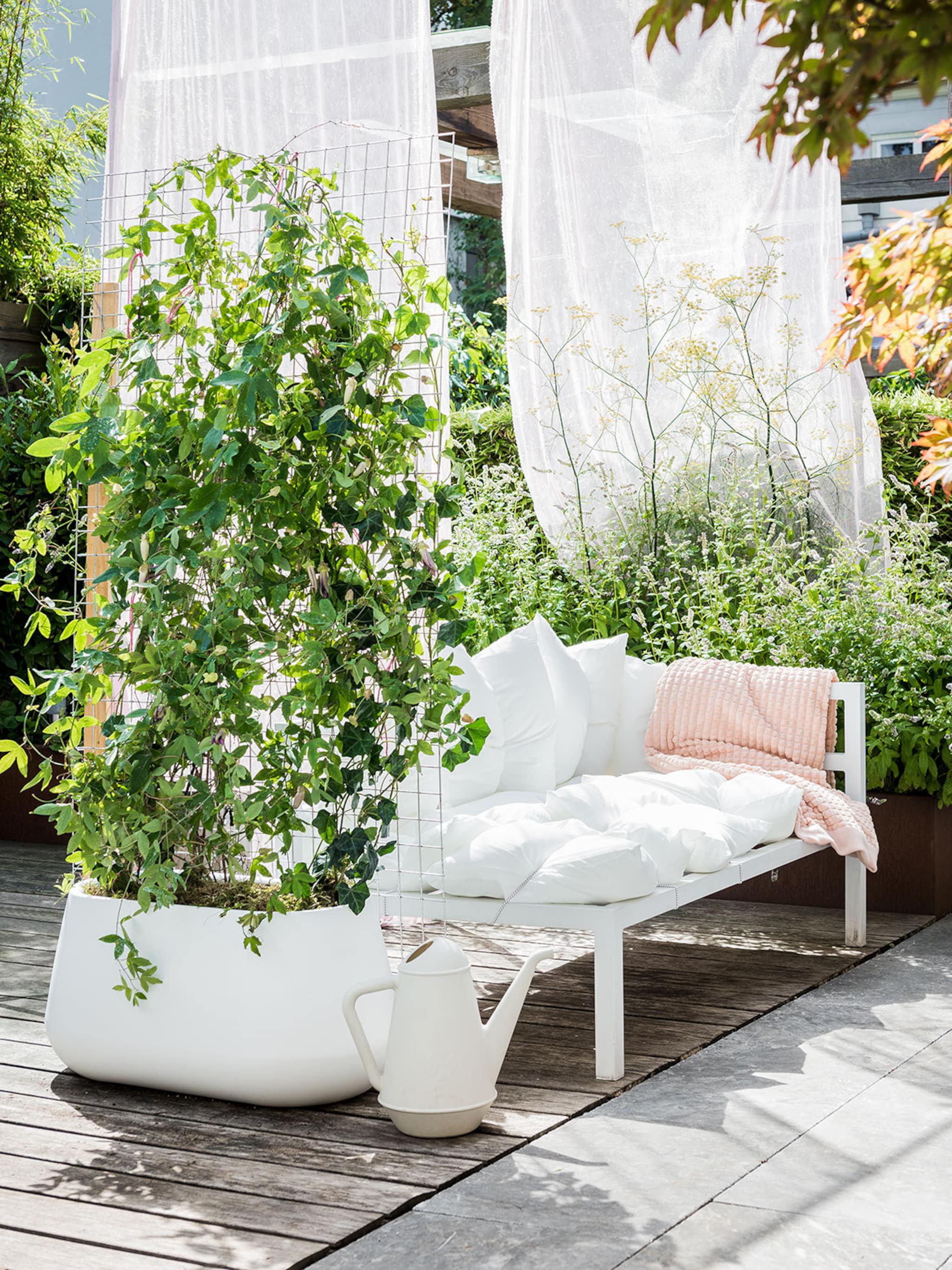 passionele terrasbloeier de passiebloem