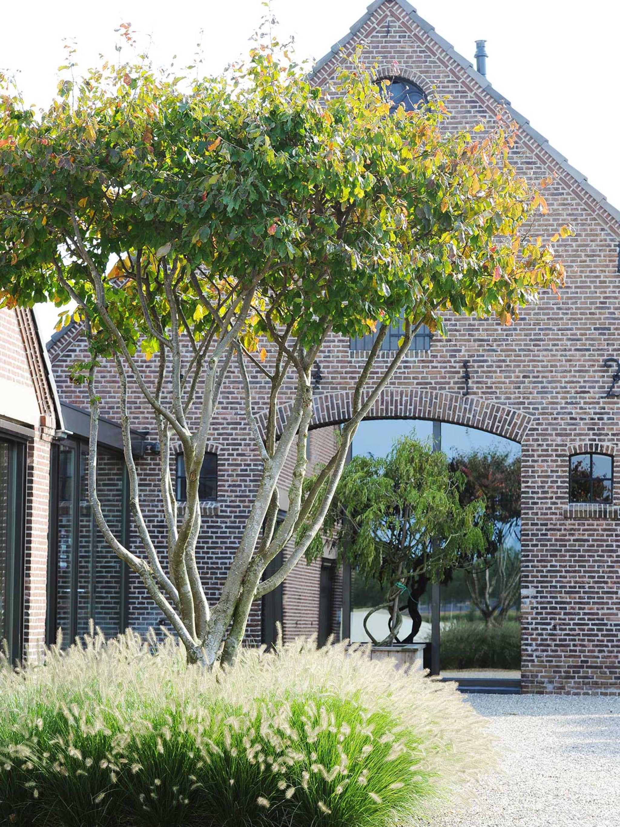 10x de mooiste meerstammige bomen