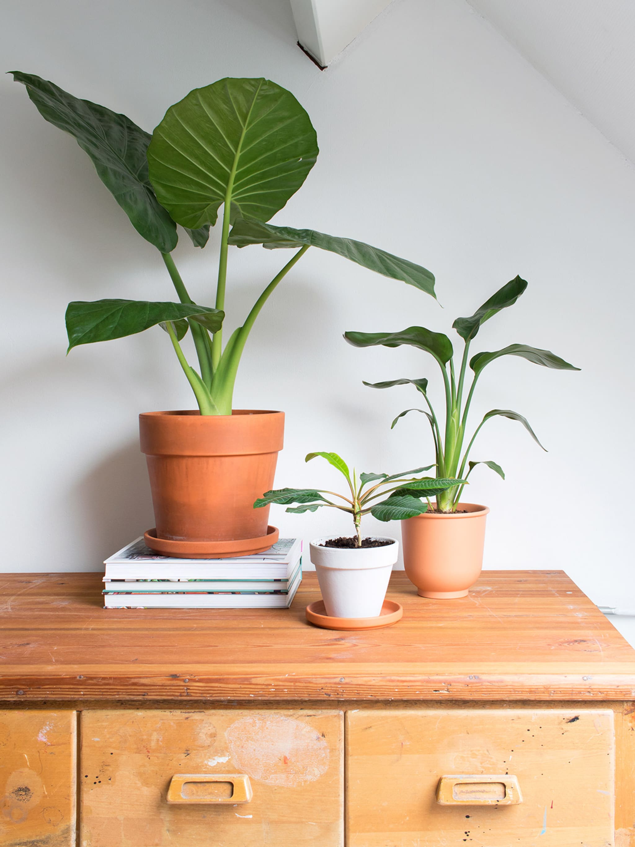 nieuwe planten in huis