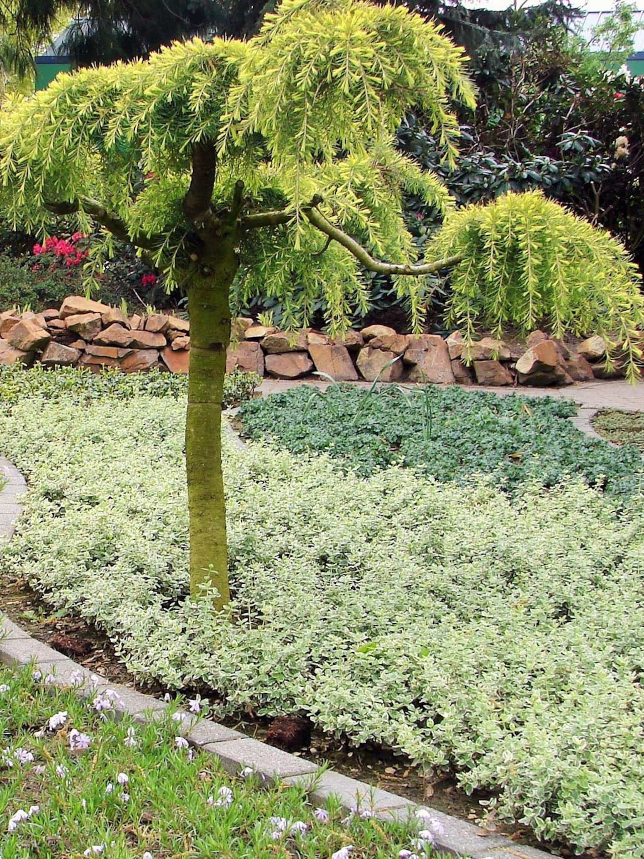 de onkruidarme tuin