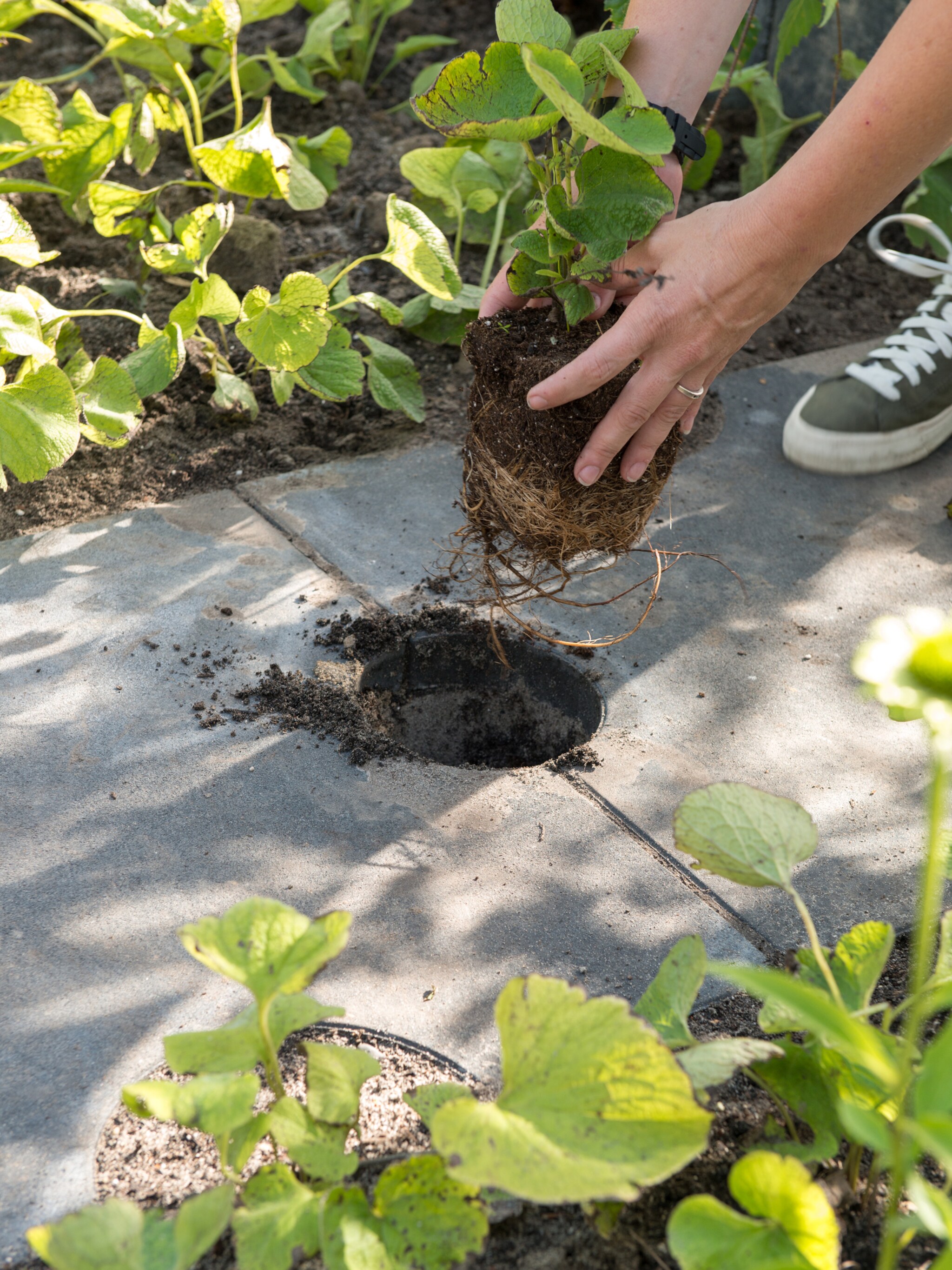 de trendtuinen van 2019 klimaatbestendig slim en eetbaar