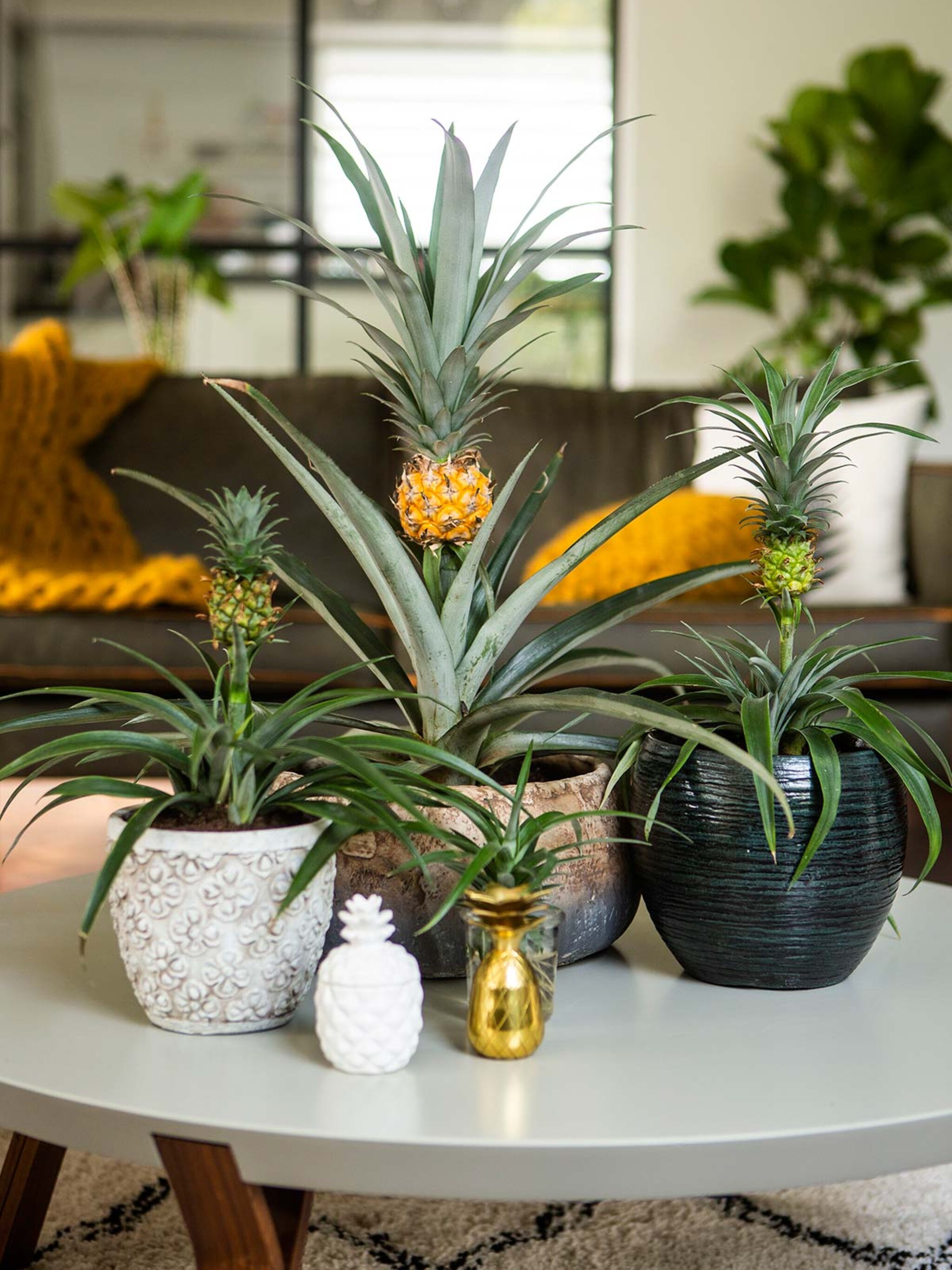 de ananas als kamerjuweel
