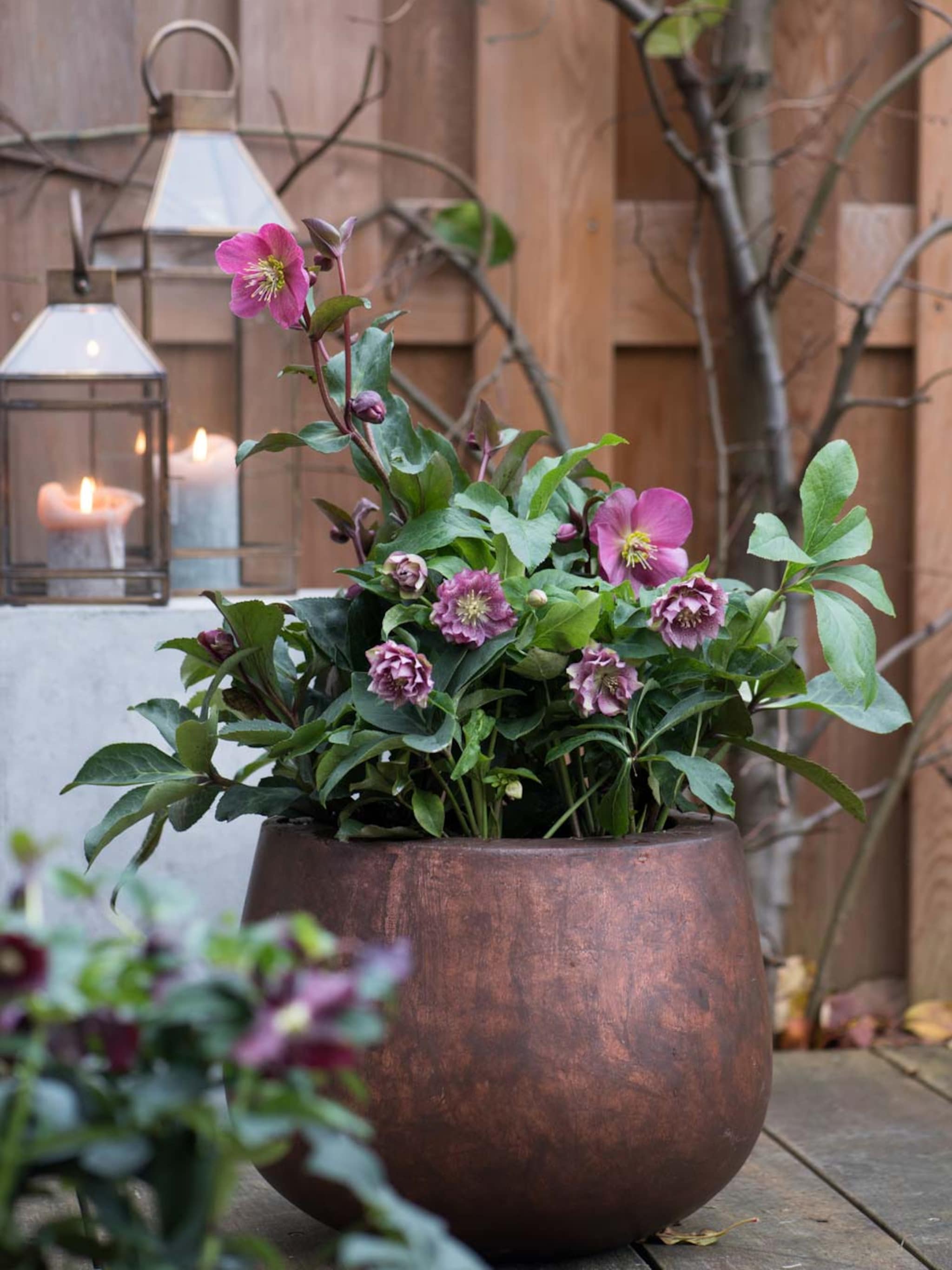 50 toppers voor de wintertuin