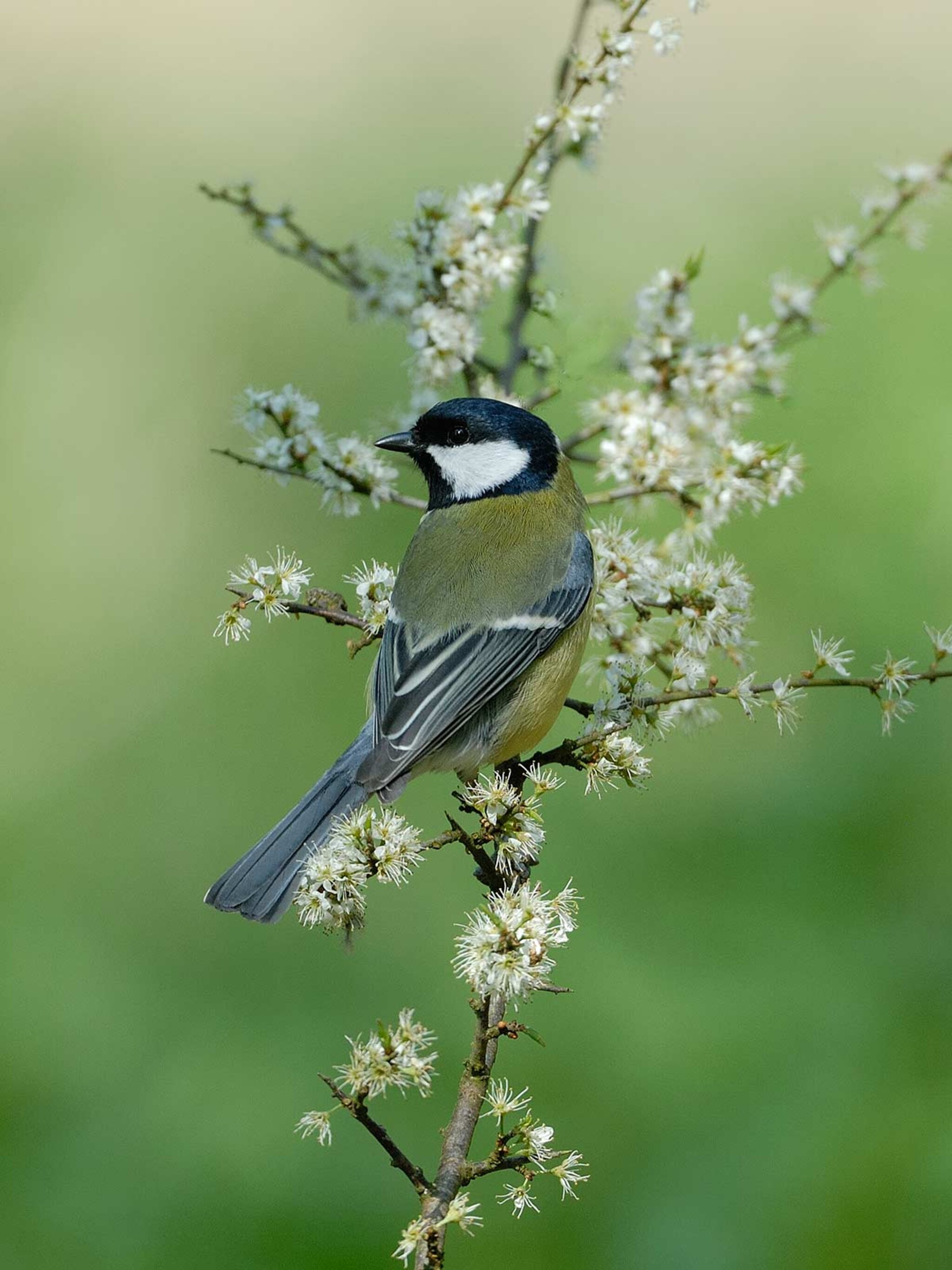 vogels op aanvraag