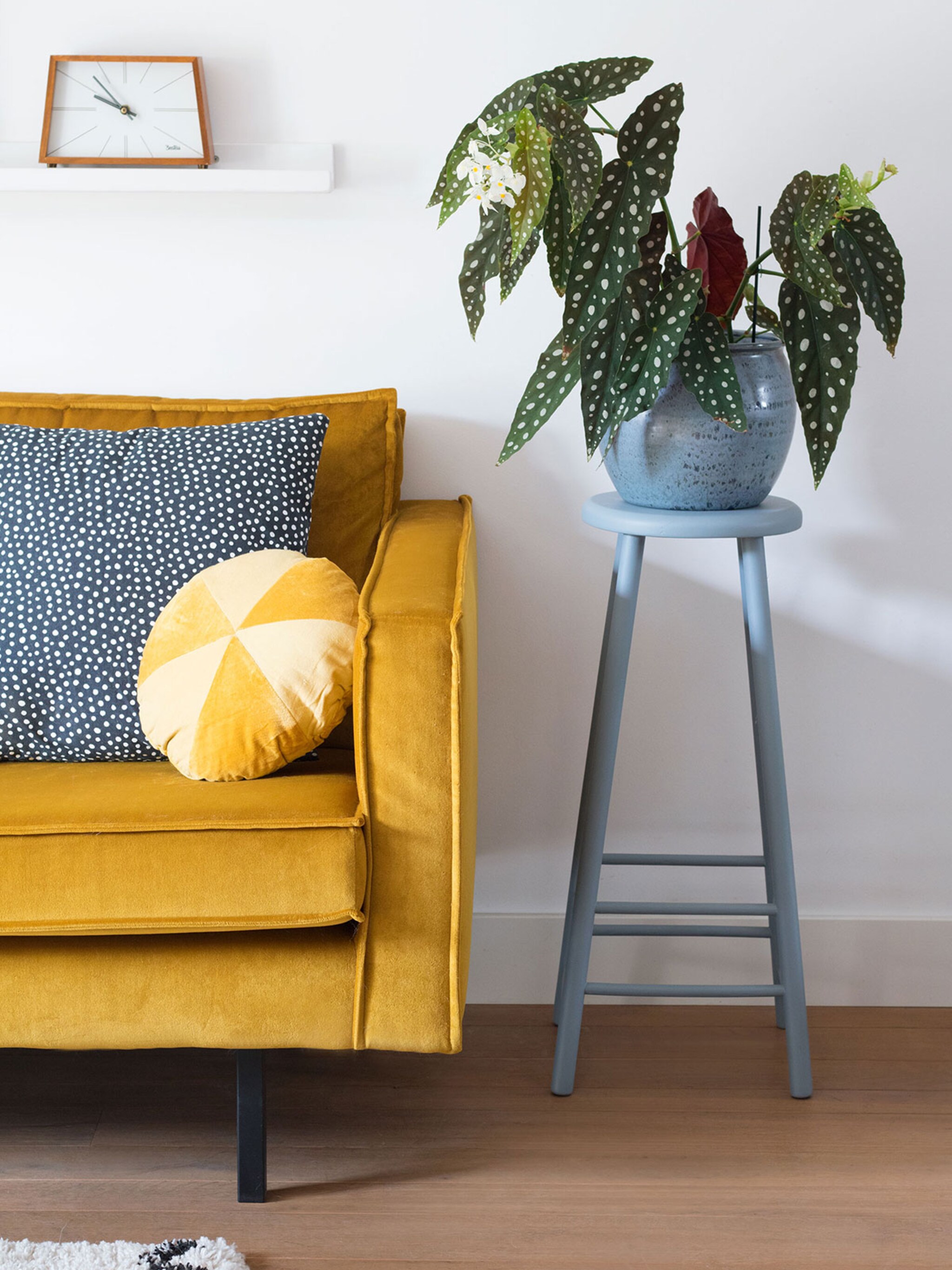 de favoriete kamerplanten van my attic