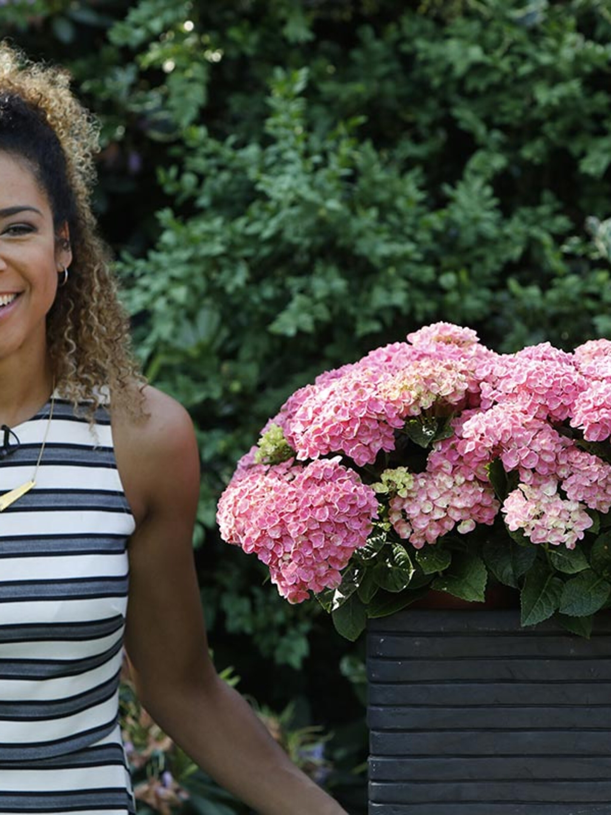 deze hortensia s hebben doorbloeitalent