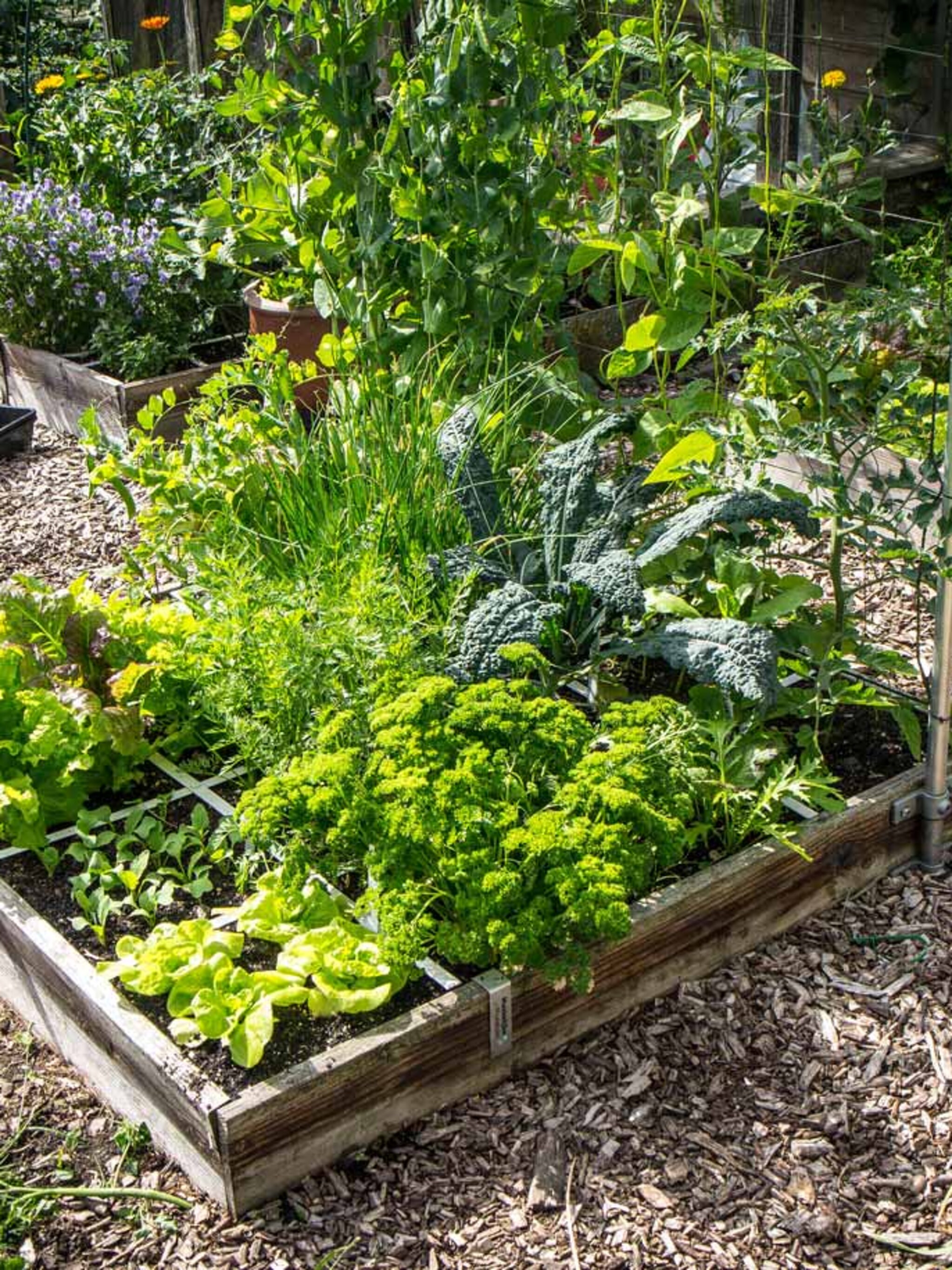 moestuin zonder sores