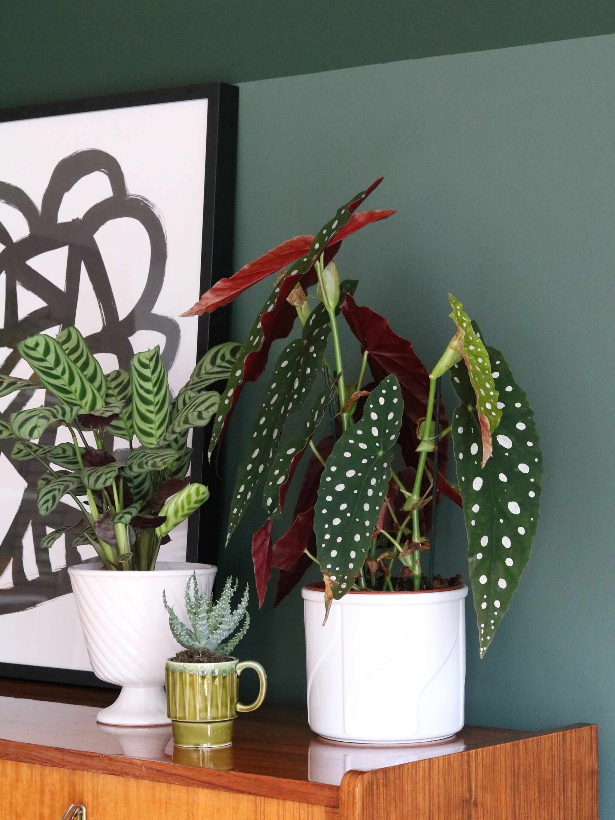 trend gespot in plantenland patterned plants