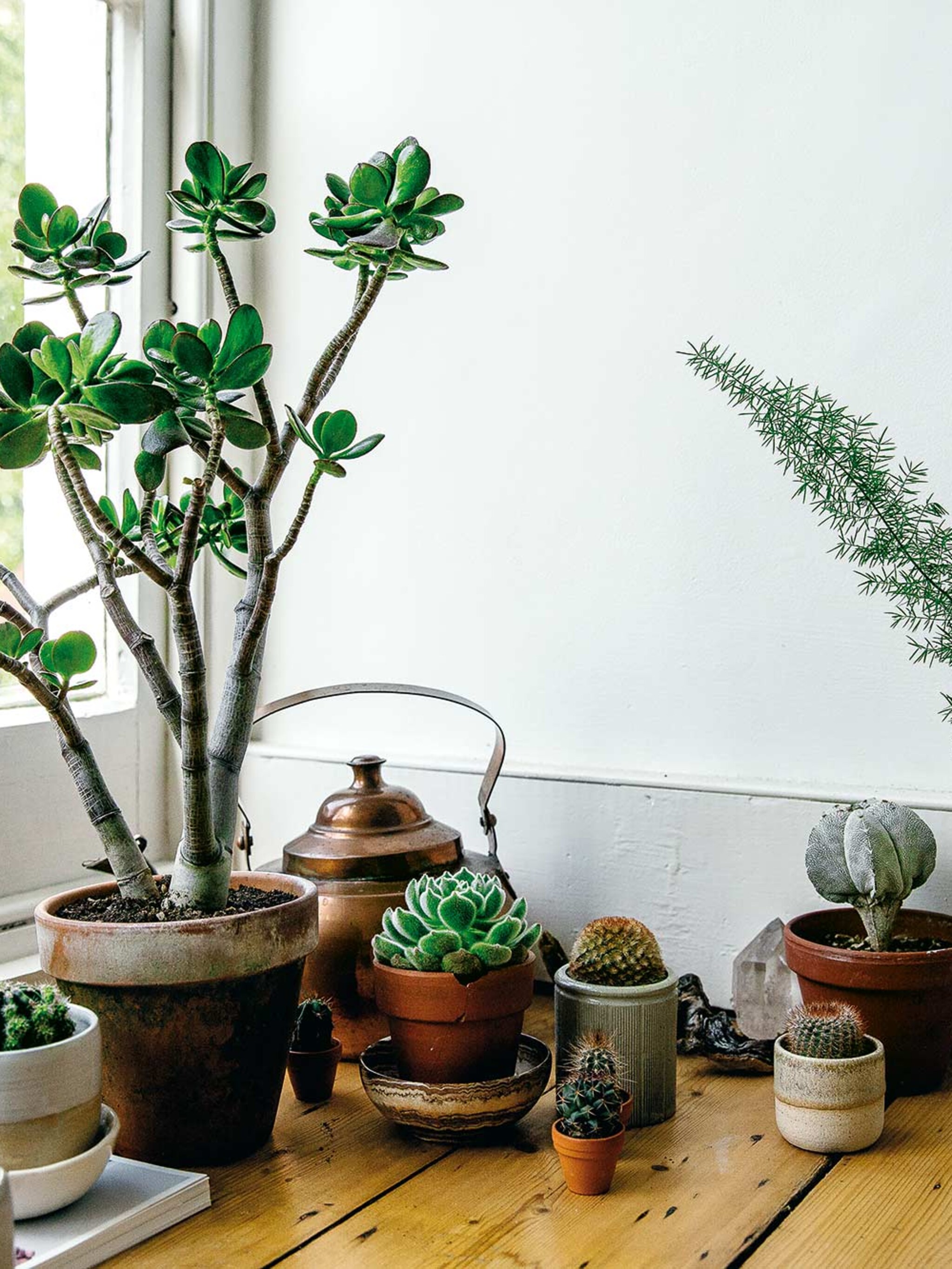 nieuw groenboek wonen met planten