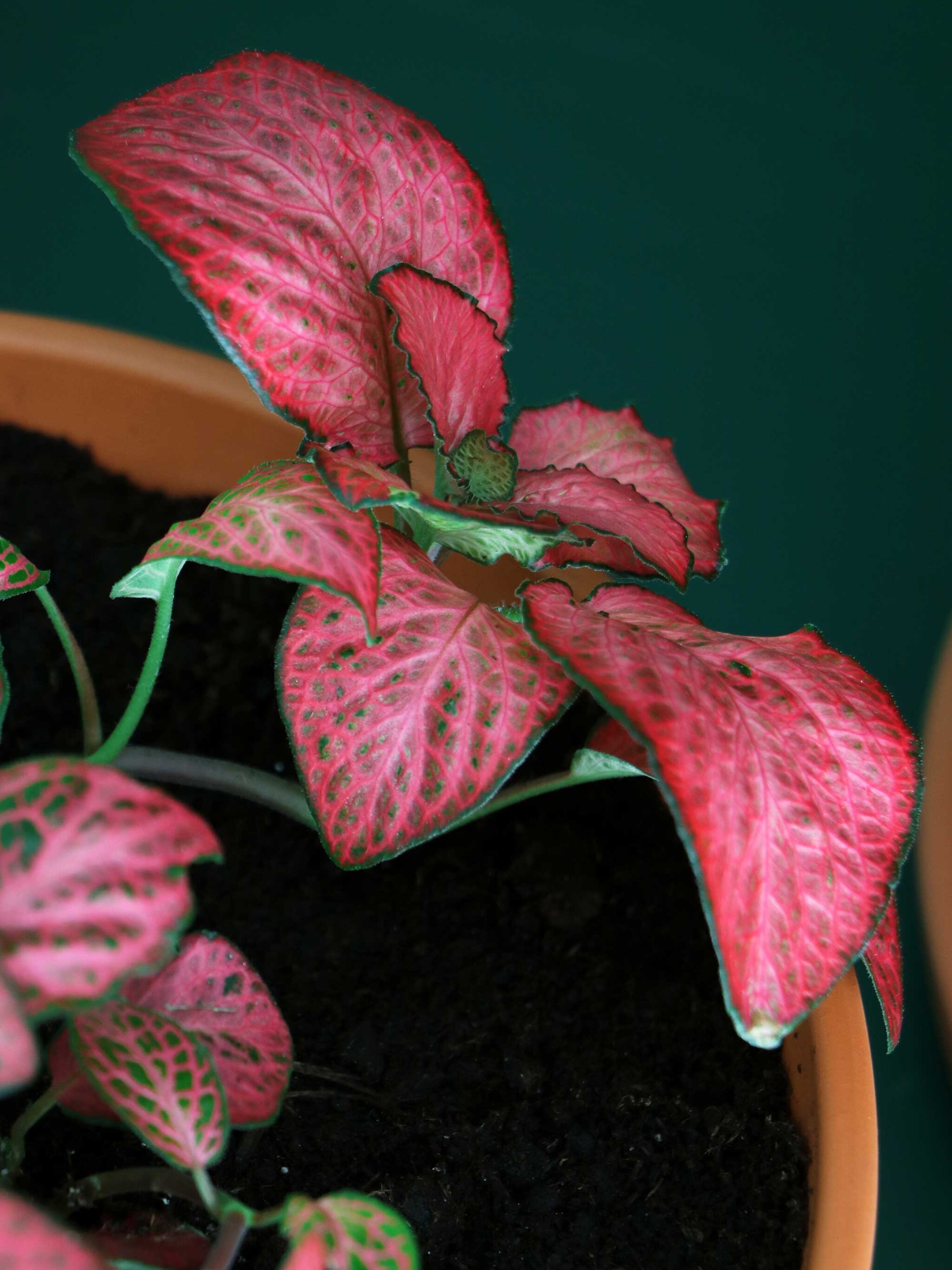 haal de herfst in huis met herfstgroen