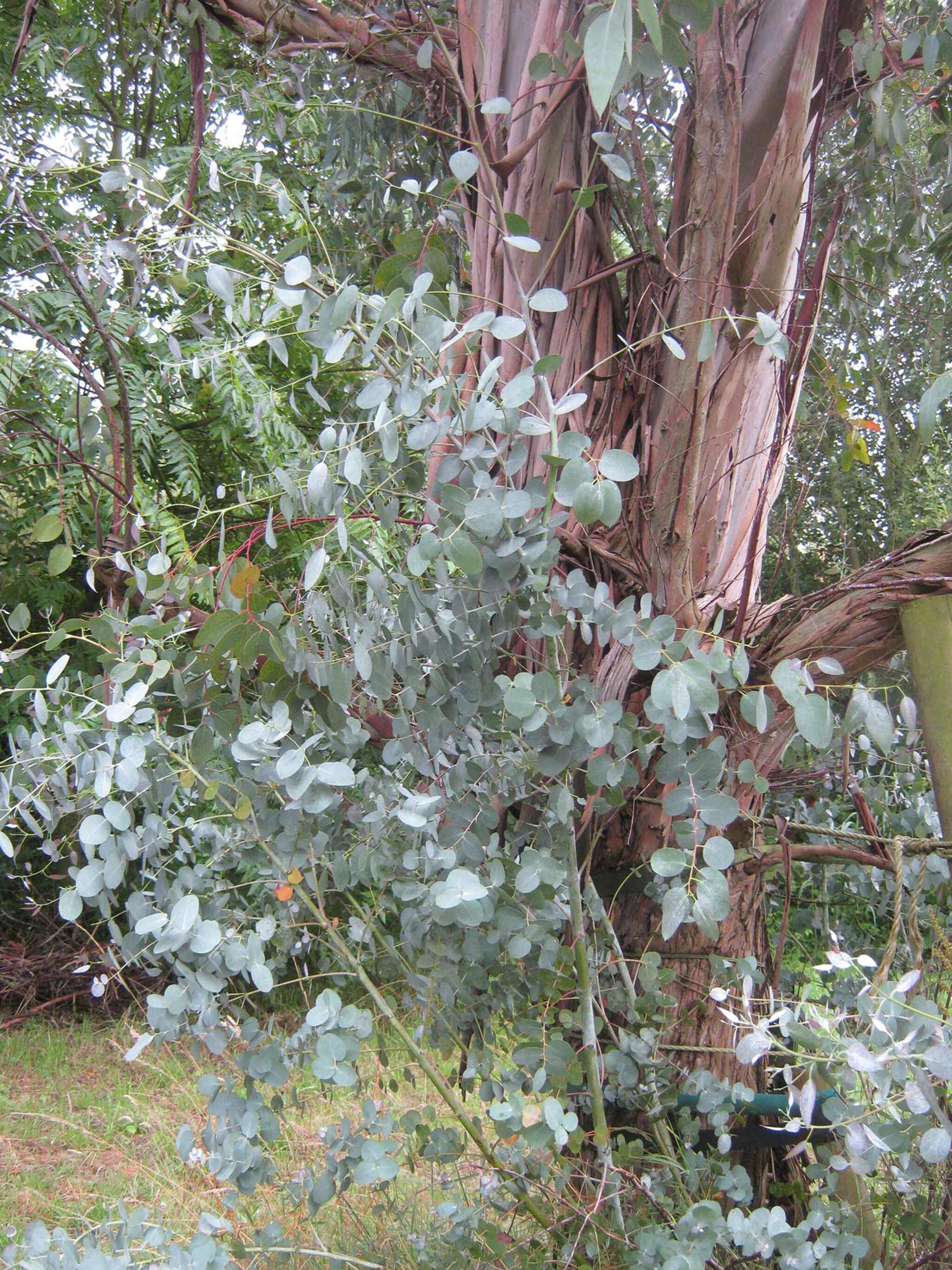 eucalyptusboom in de tuin op hollandse grond