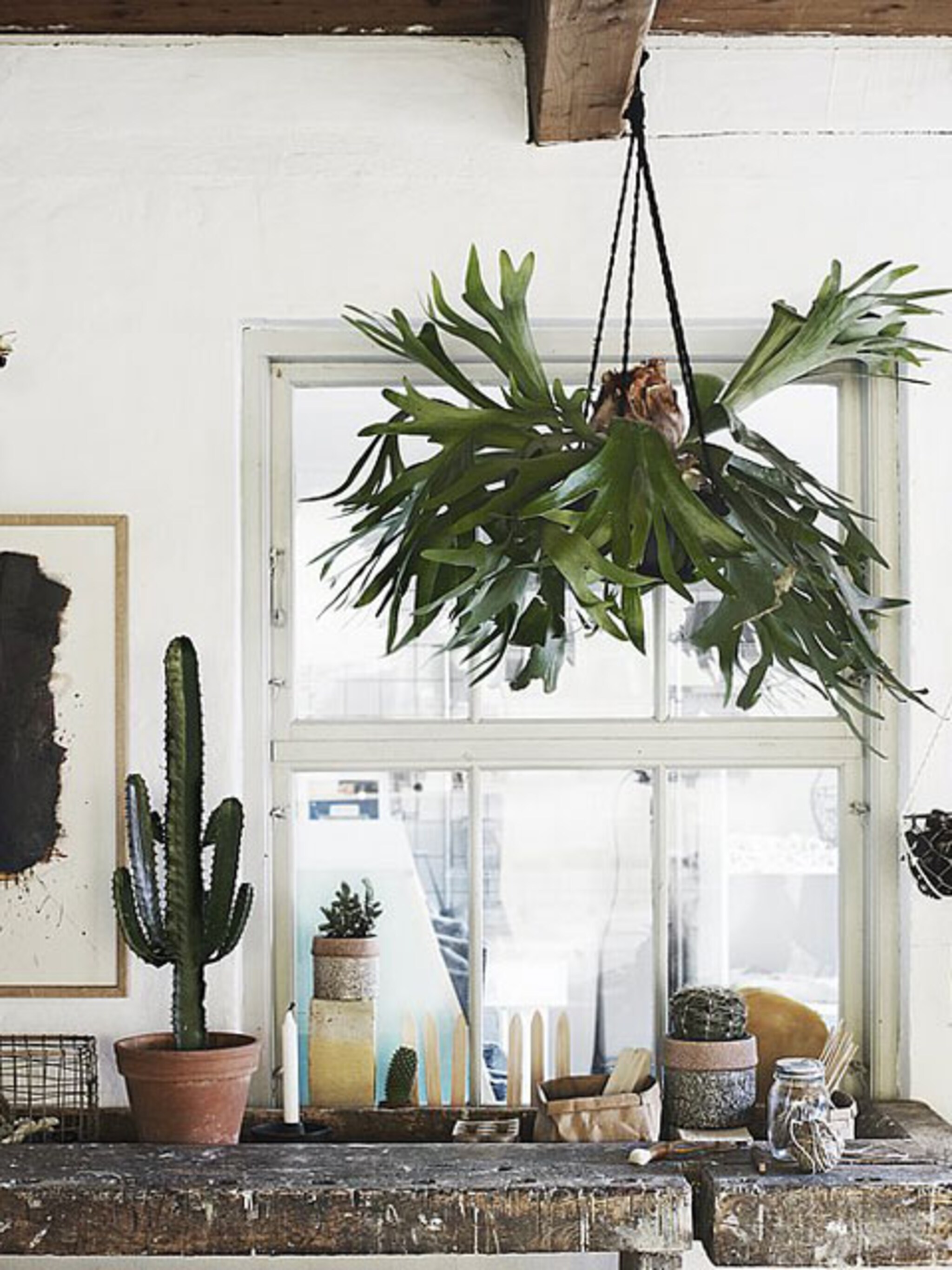 musthave de plantenhanger