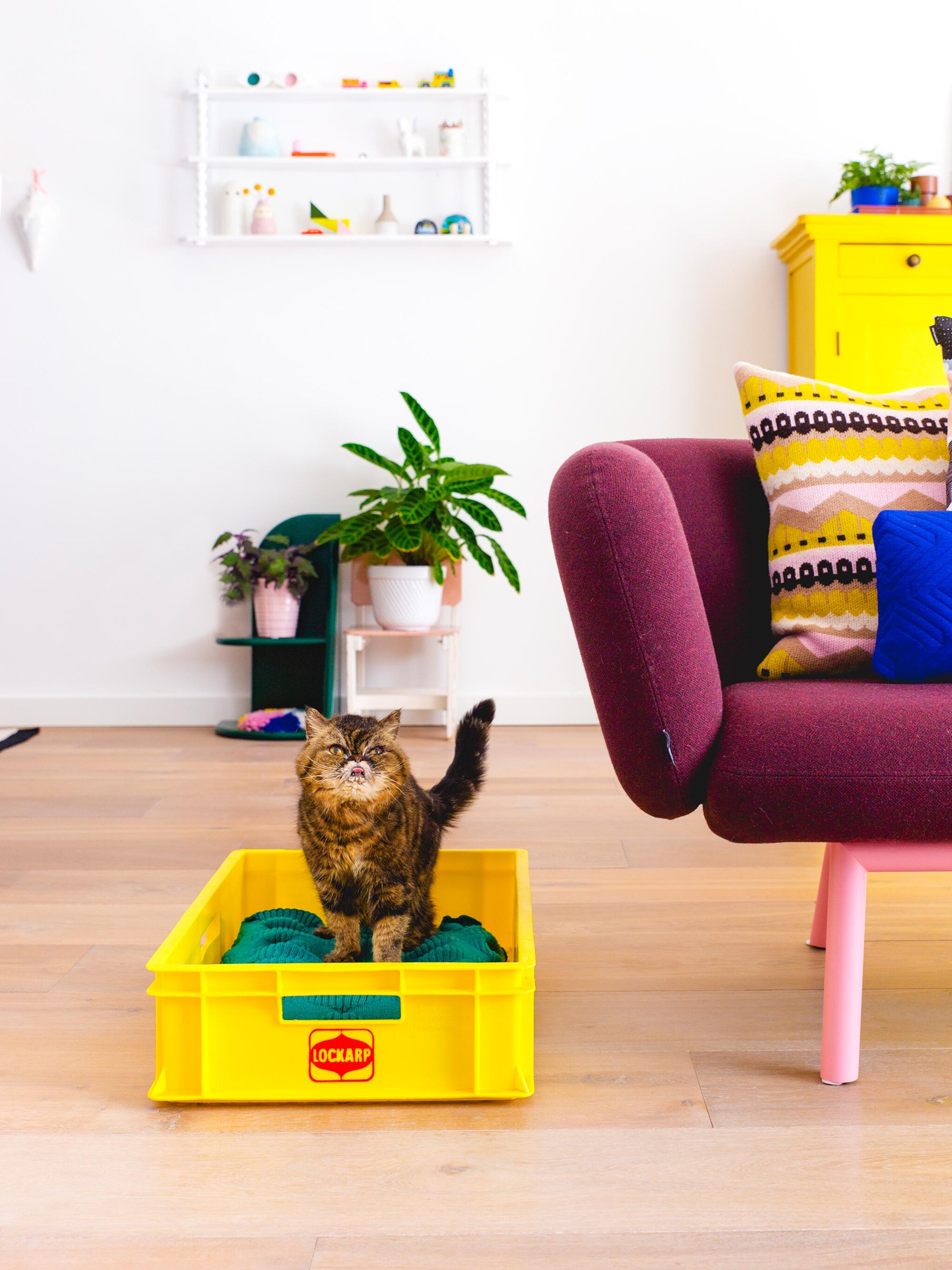 een vintage kattenkrat
