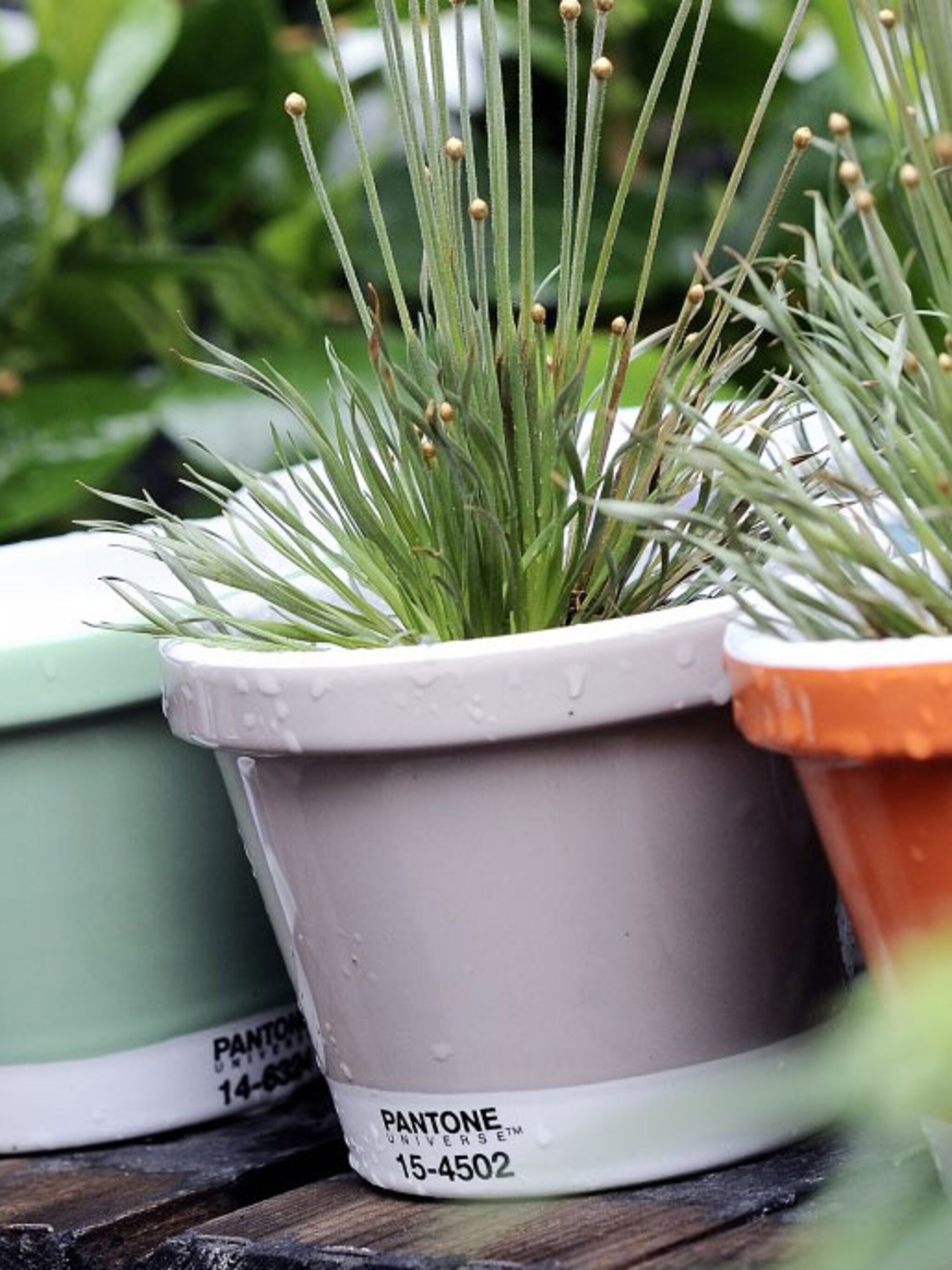 een terras vol bloempotten