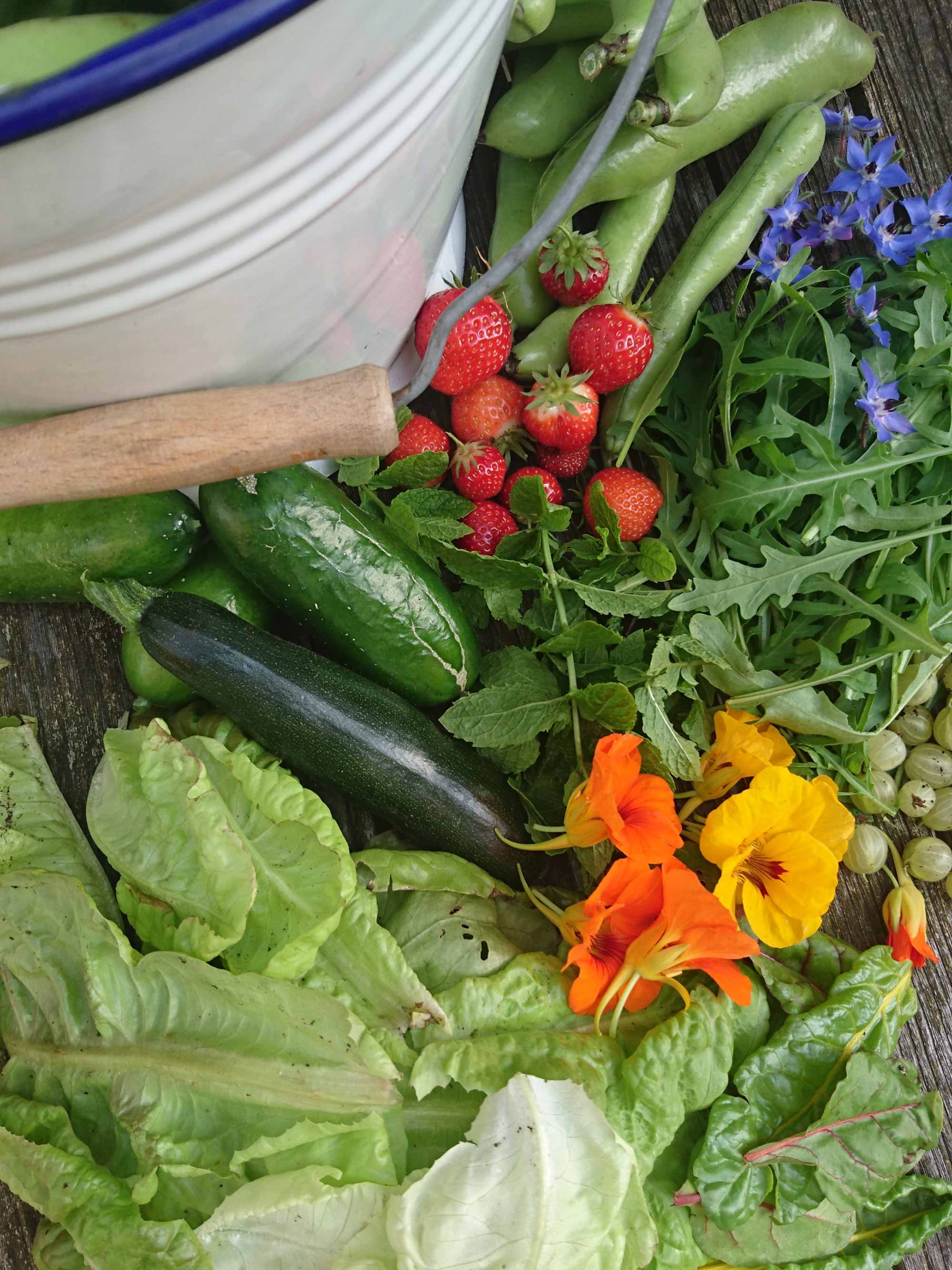 start van de oogsttijd in de moestuin