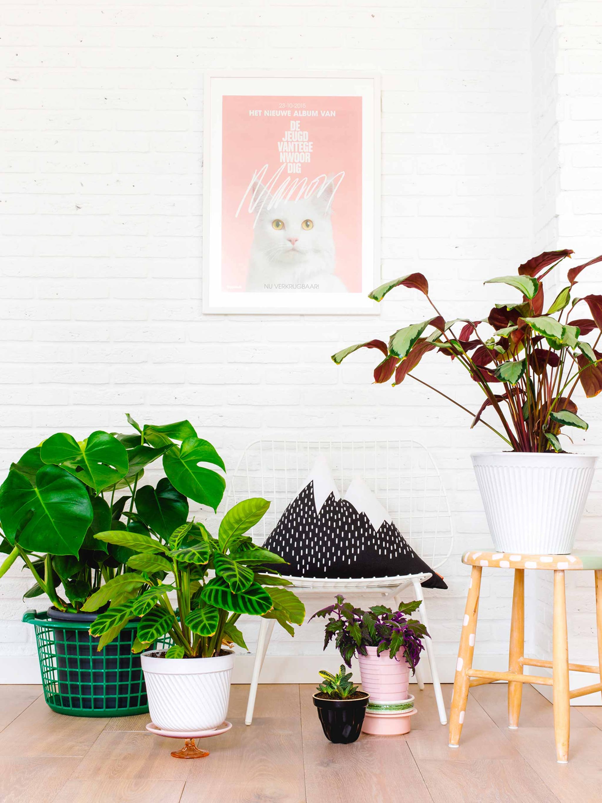 grote planten zet je in een wasmand