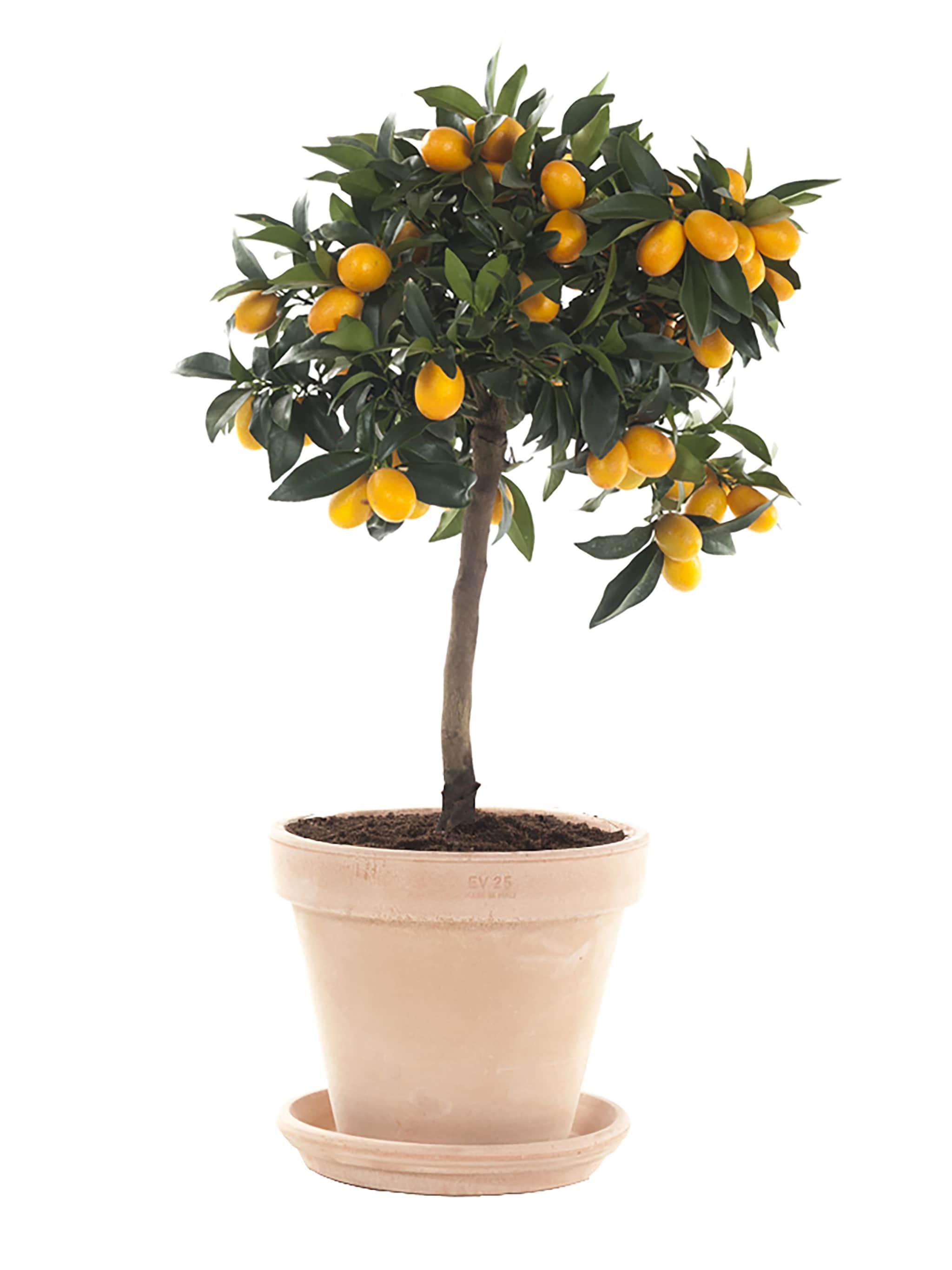 pick of the week tuinplant citrofortunella