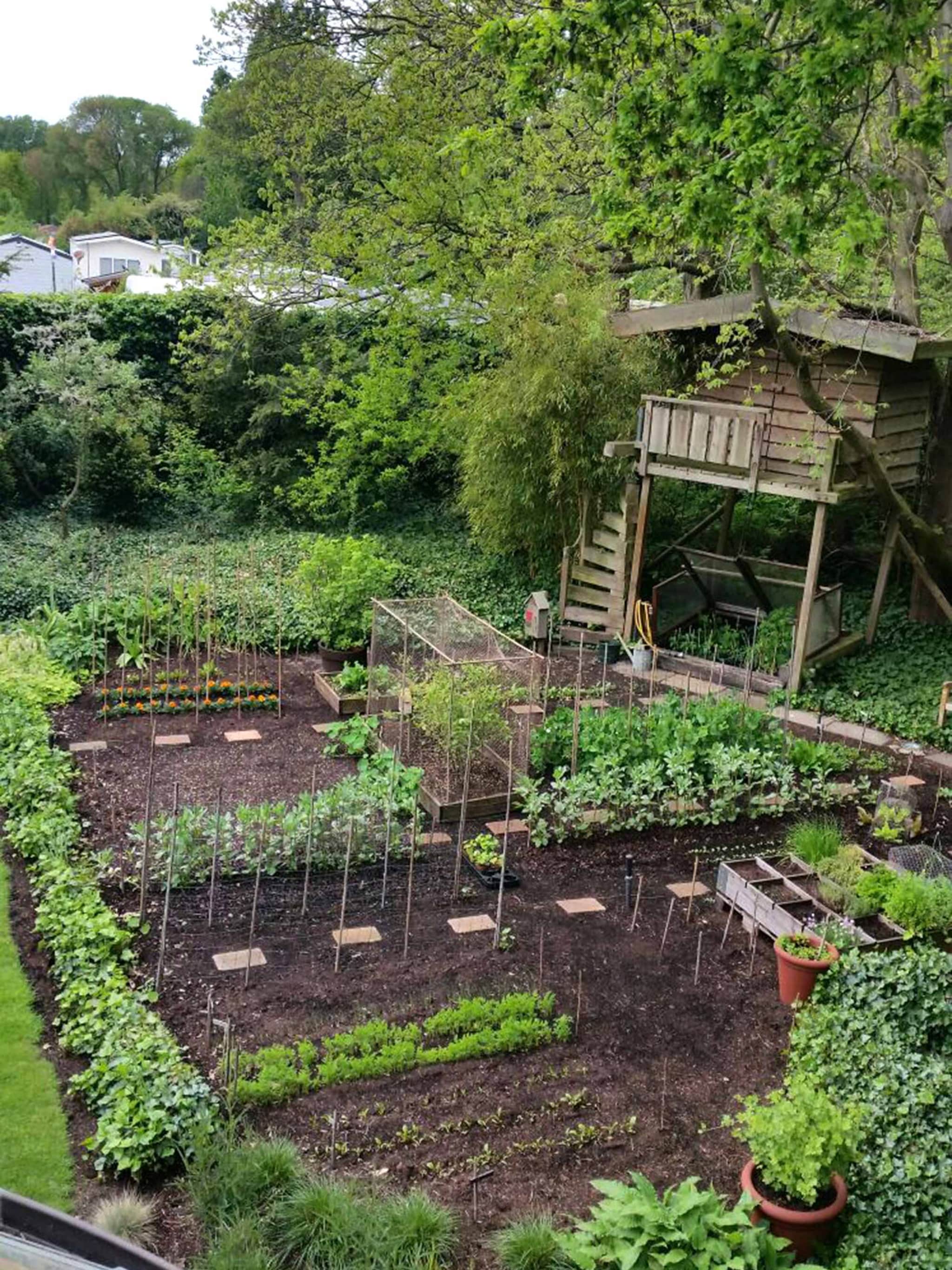 afharden uitplanten en uitdunnen in de moestuin