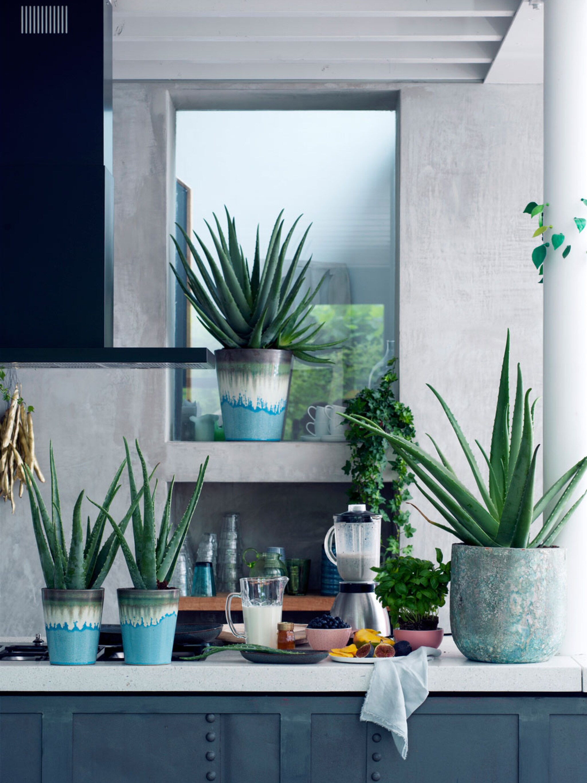 een eigen plantenapotheek