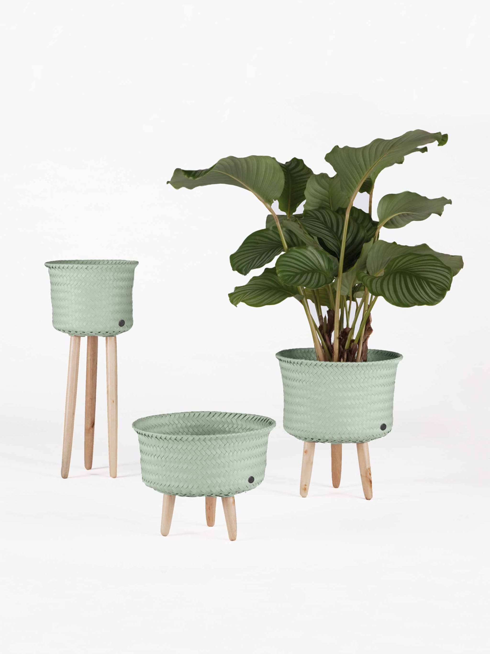 pick of the week handed by plantenstandaard