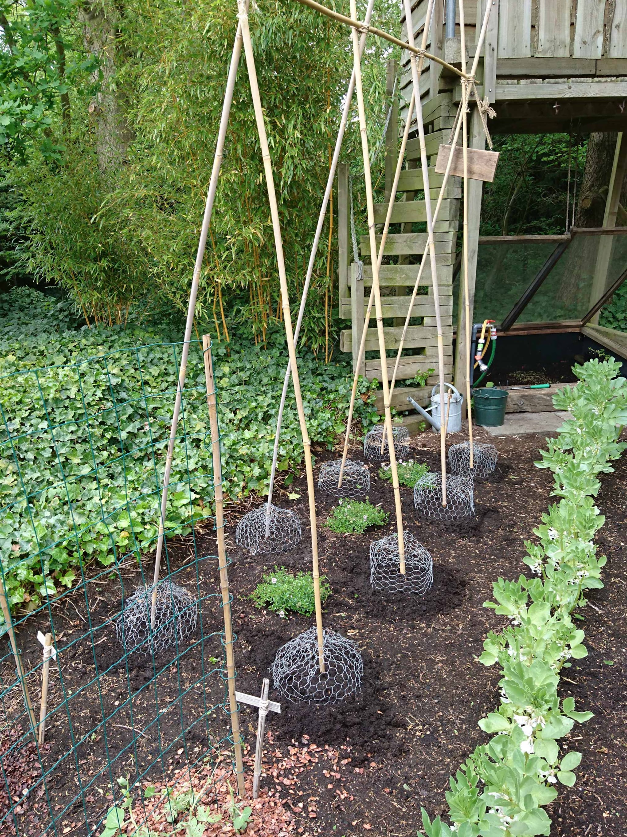 zo bescherm en help je jouw moestuinplanten