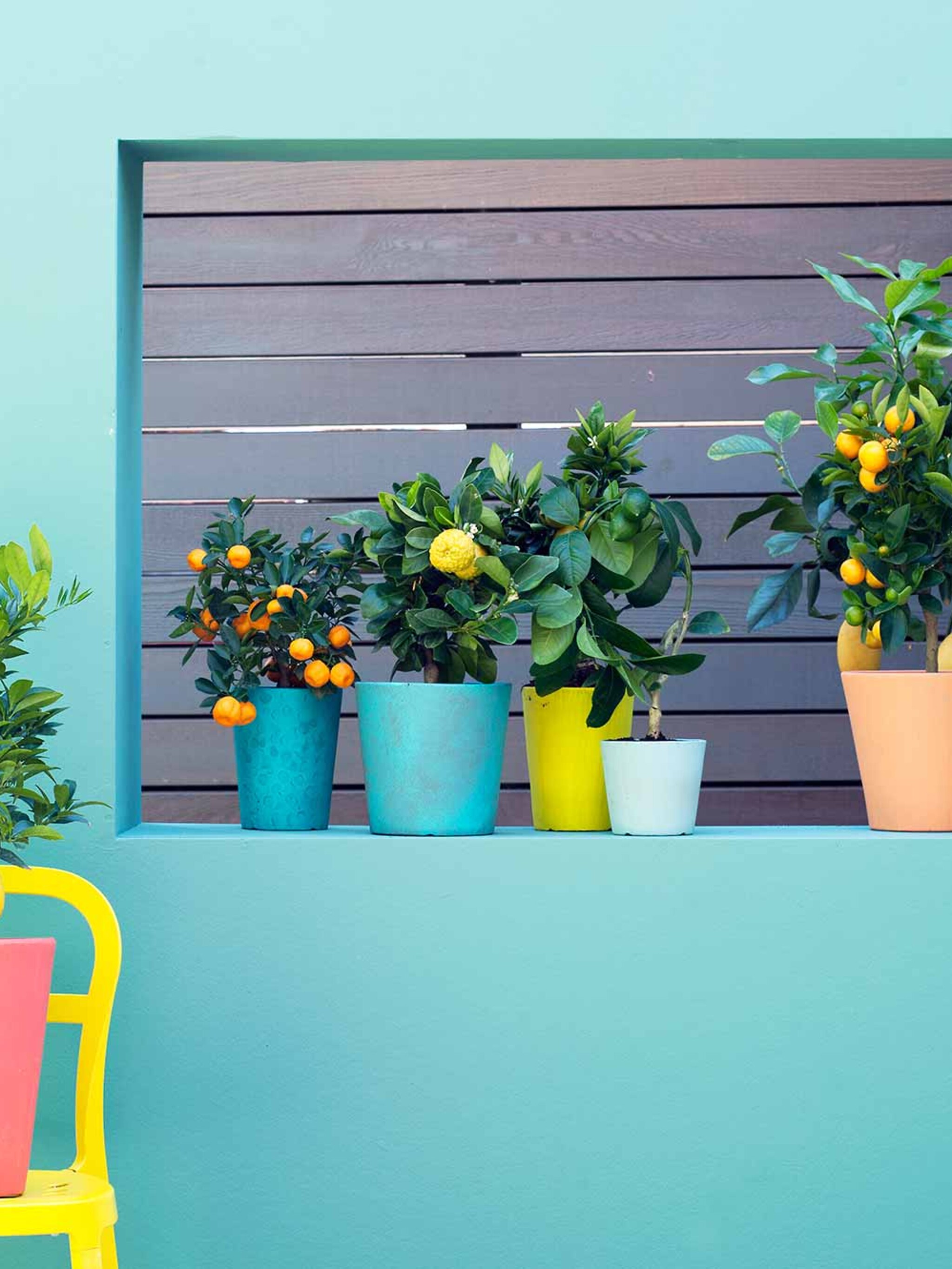het zuiden dichtbij met de citrus