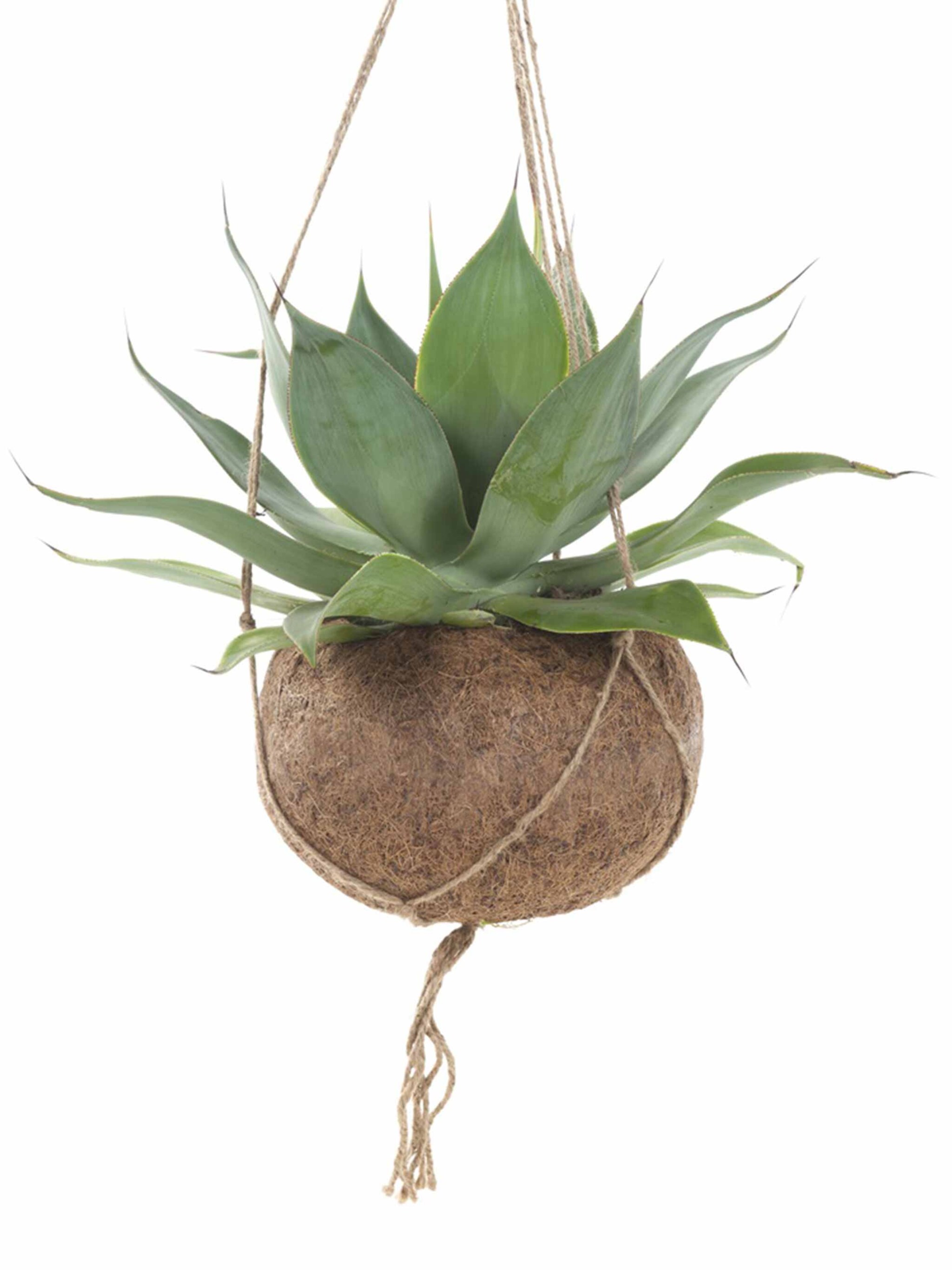 de dorstlesser onder de planten blauwe agave