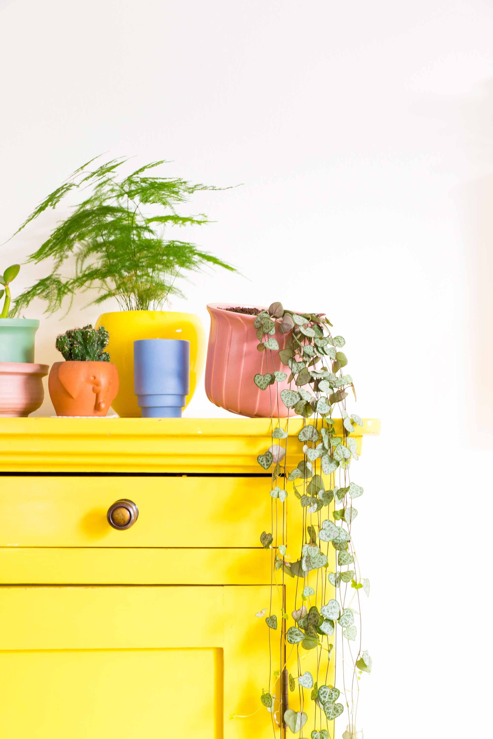 Gele kast met bloempotten in diverse kleuren