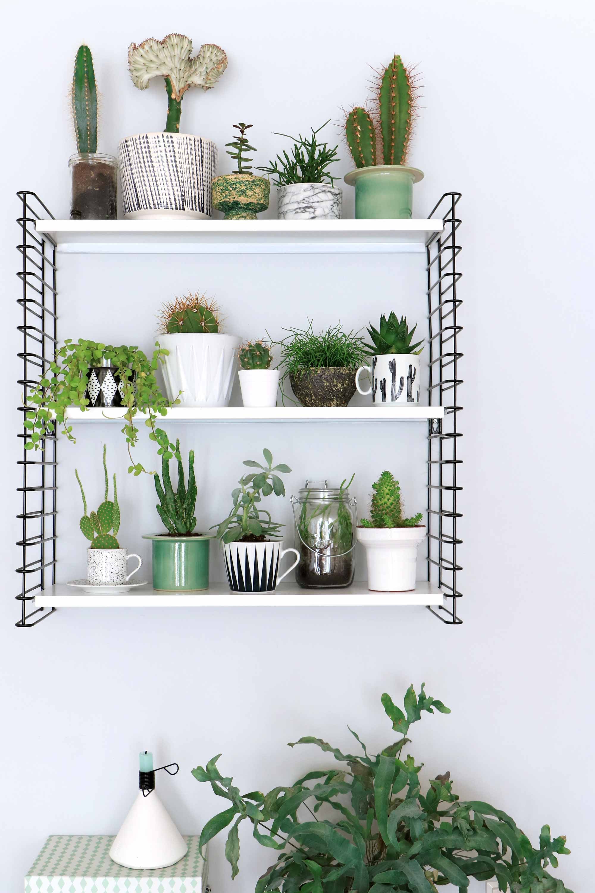Diverse bloempotten met groene planten aan een wandrek