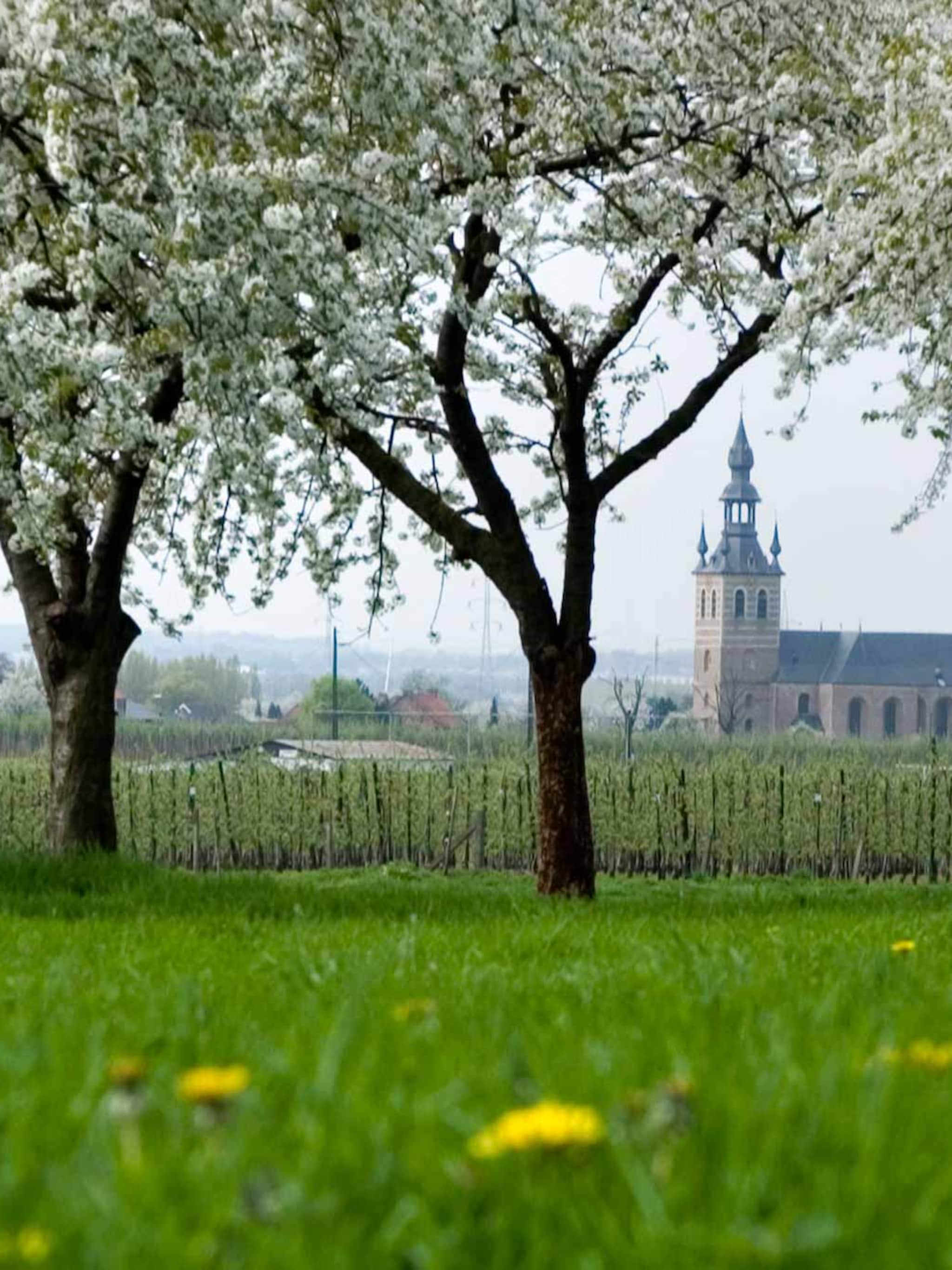 bloesem en bollenroutes