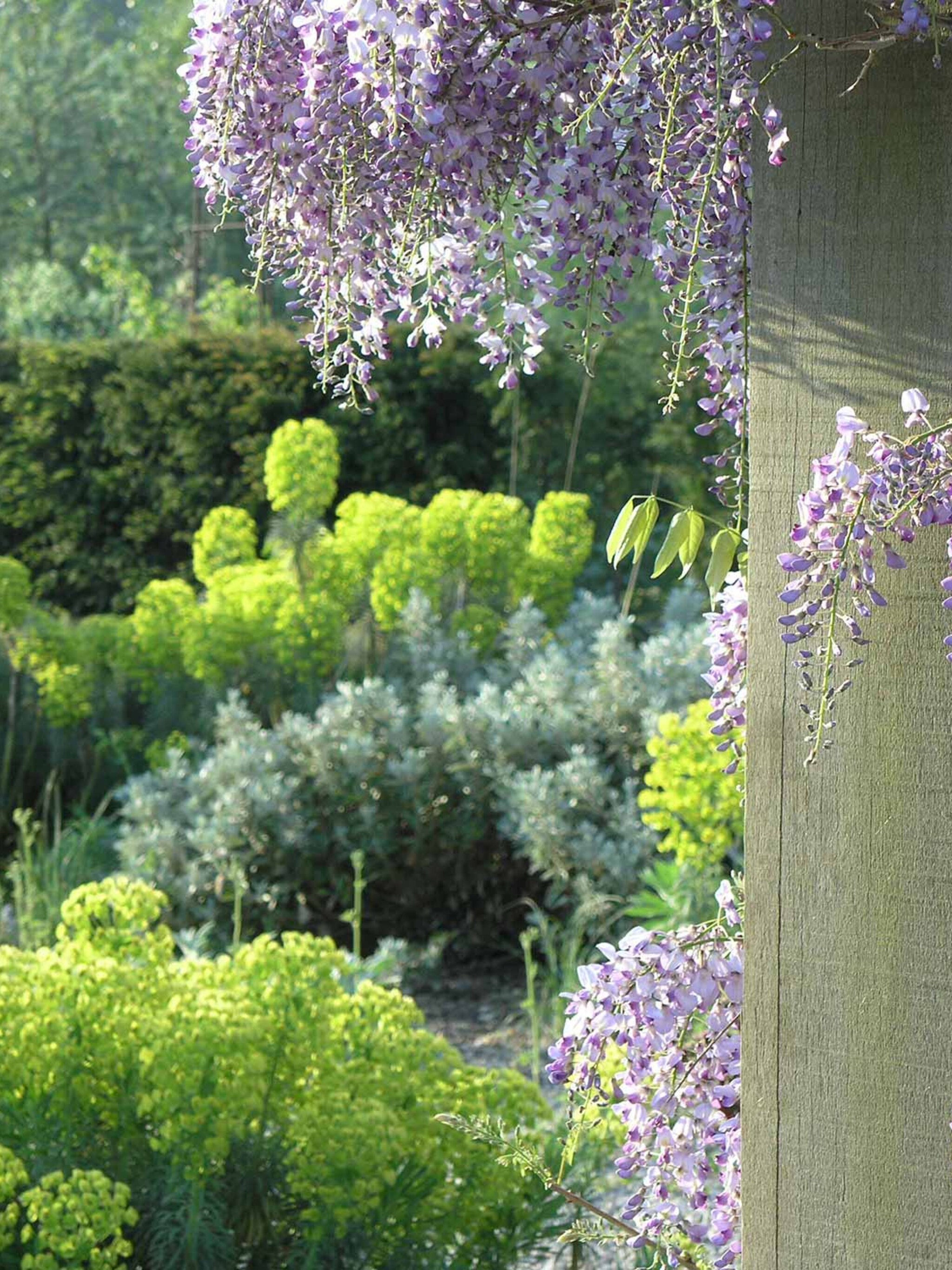 euphorbia in de gloria